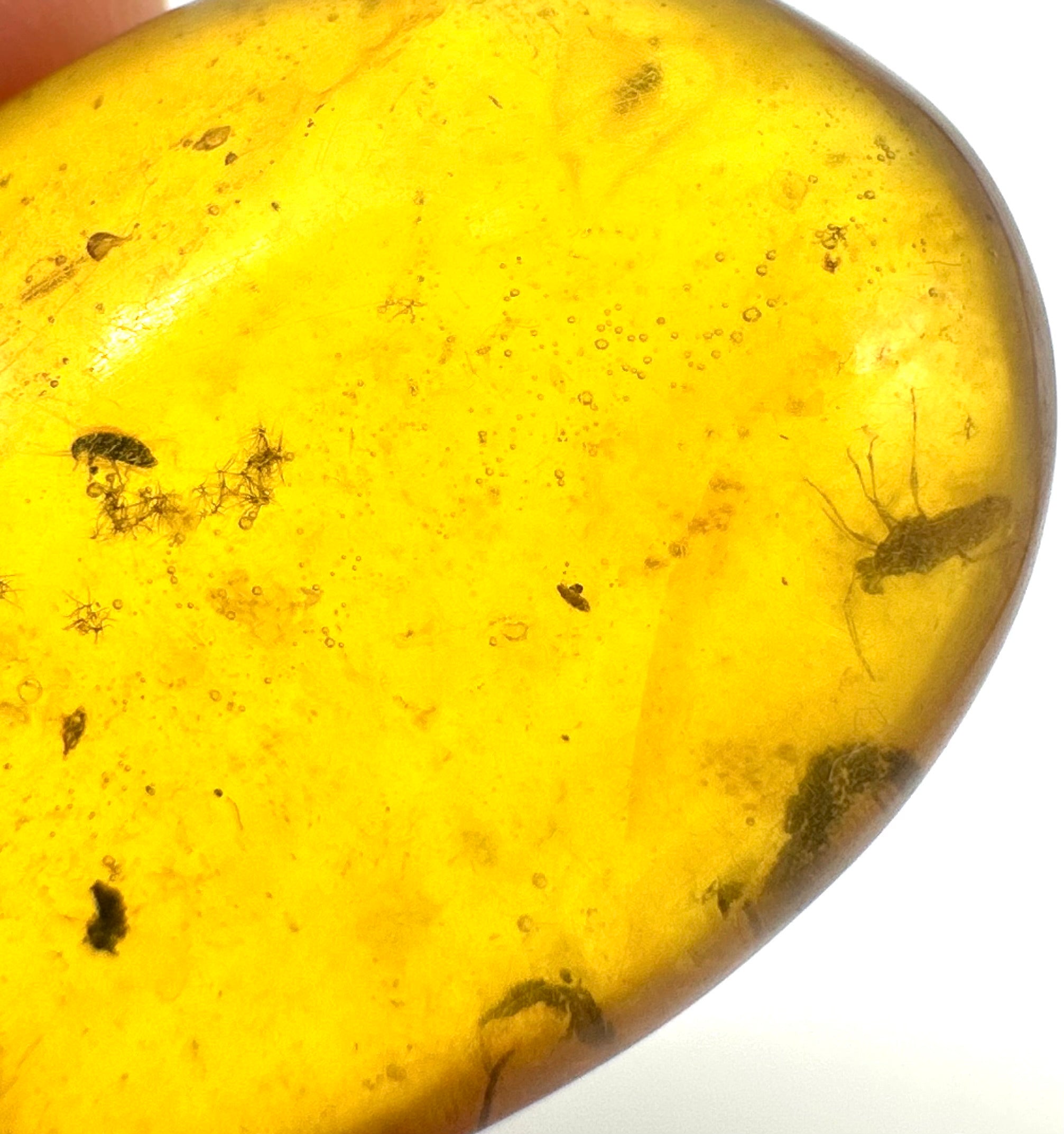 Insect in amber – Hukawng, Myanmar - IJ057