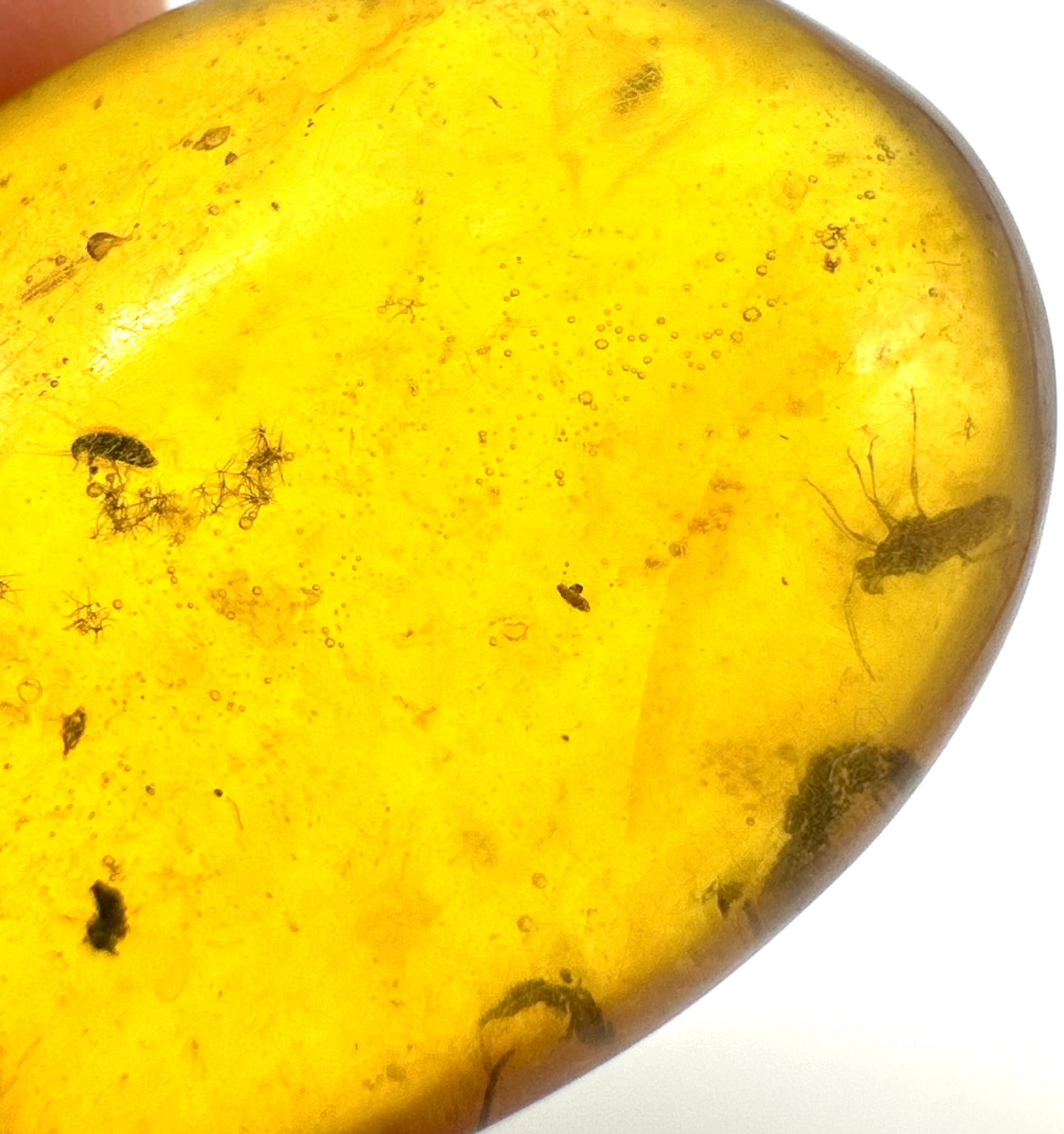 Insect in amber – Hukawng, Myanmar - IJ057