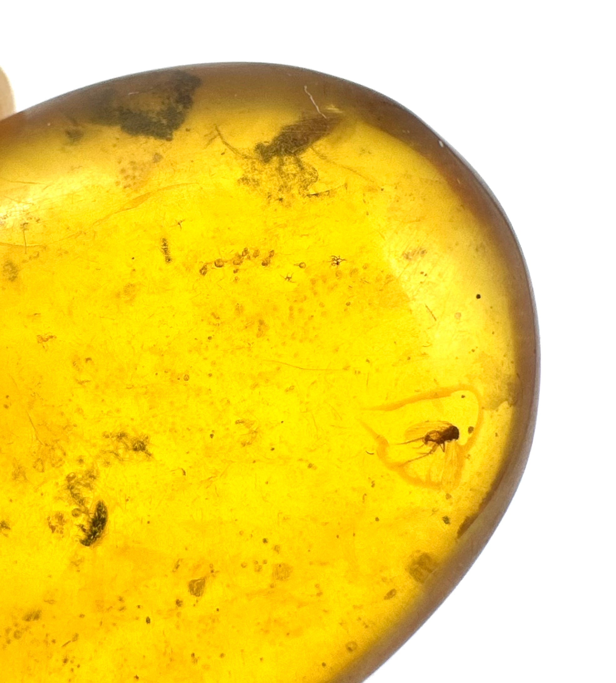 Insect in amber – Hukawng, Myanmar - IJ057