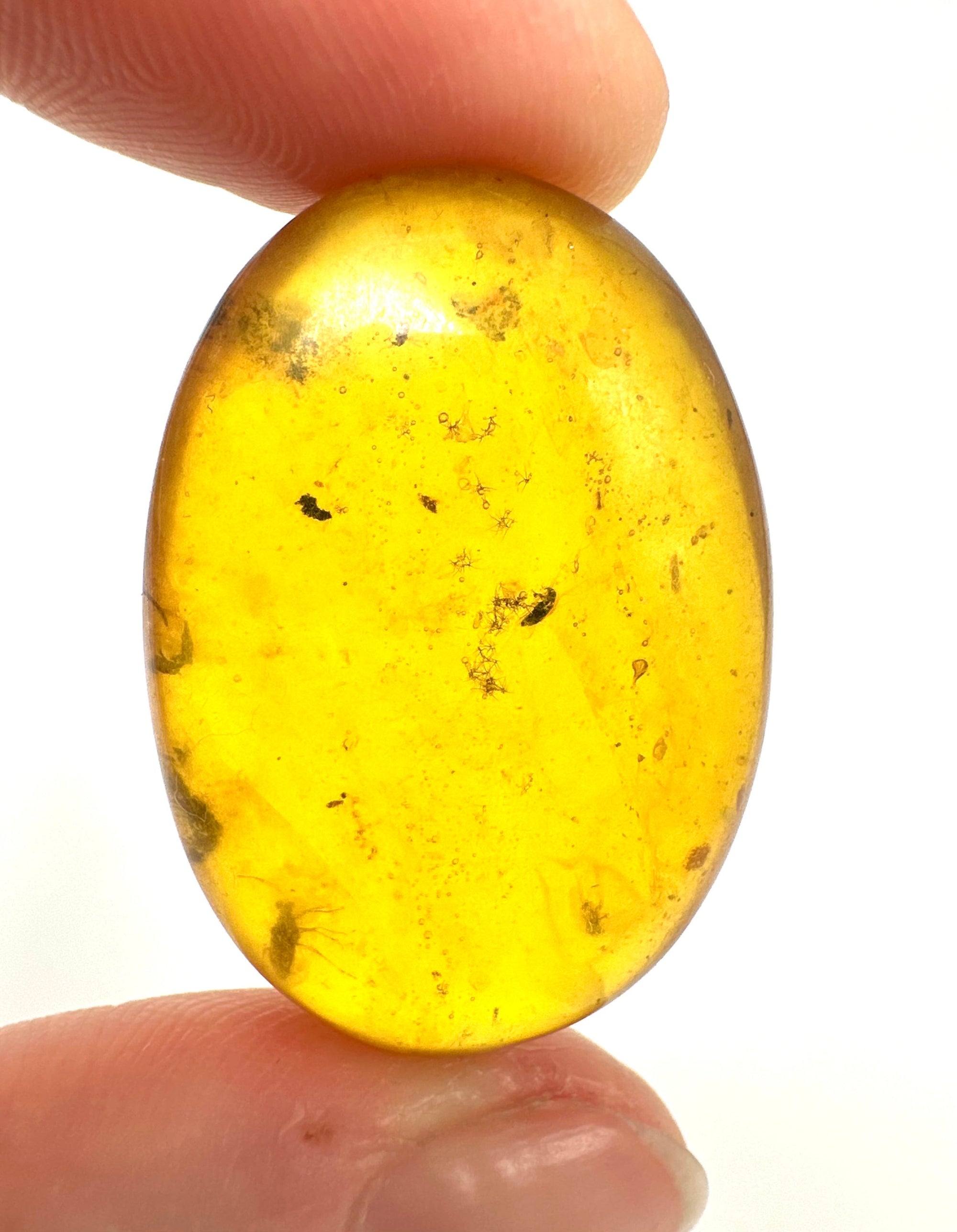 Insect in amber – Hukawng, Myanmar