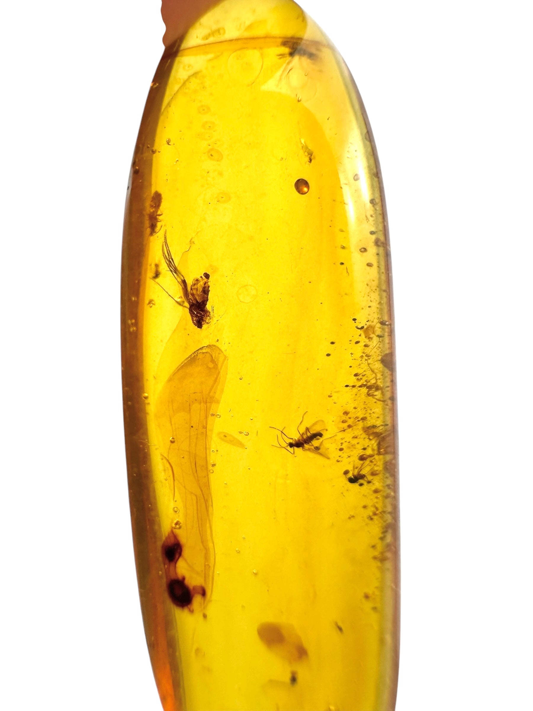 Insect in amber – Hukawng, Myanmar - IJ058