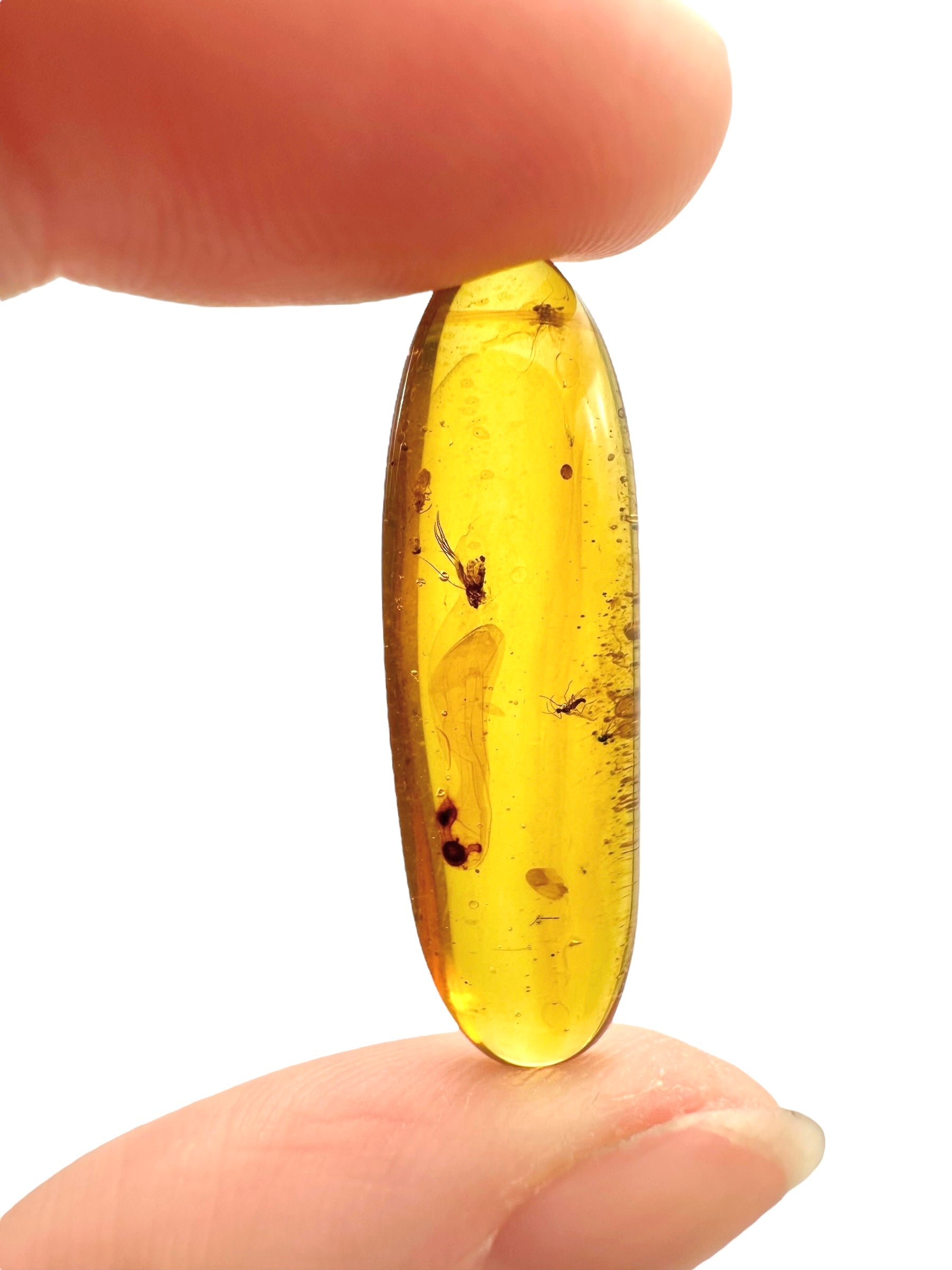 Insect in amber – Hukawng, Myanmar