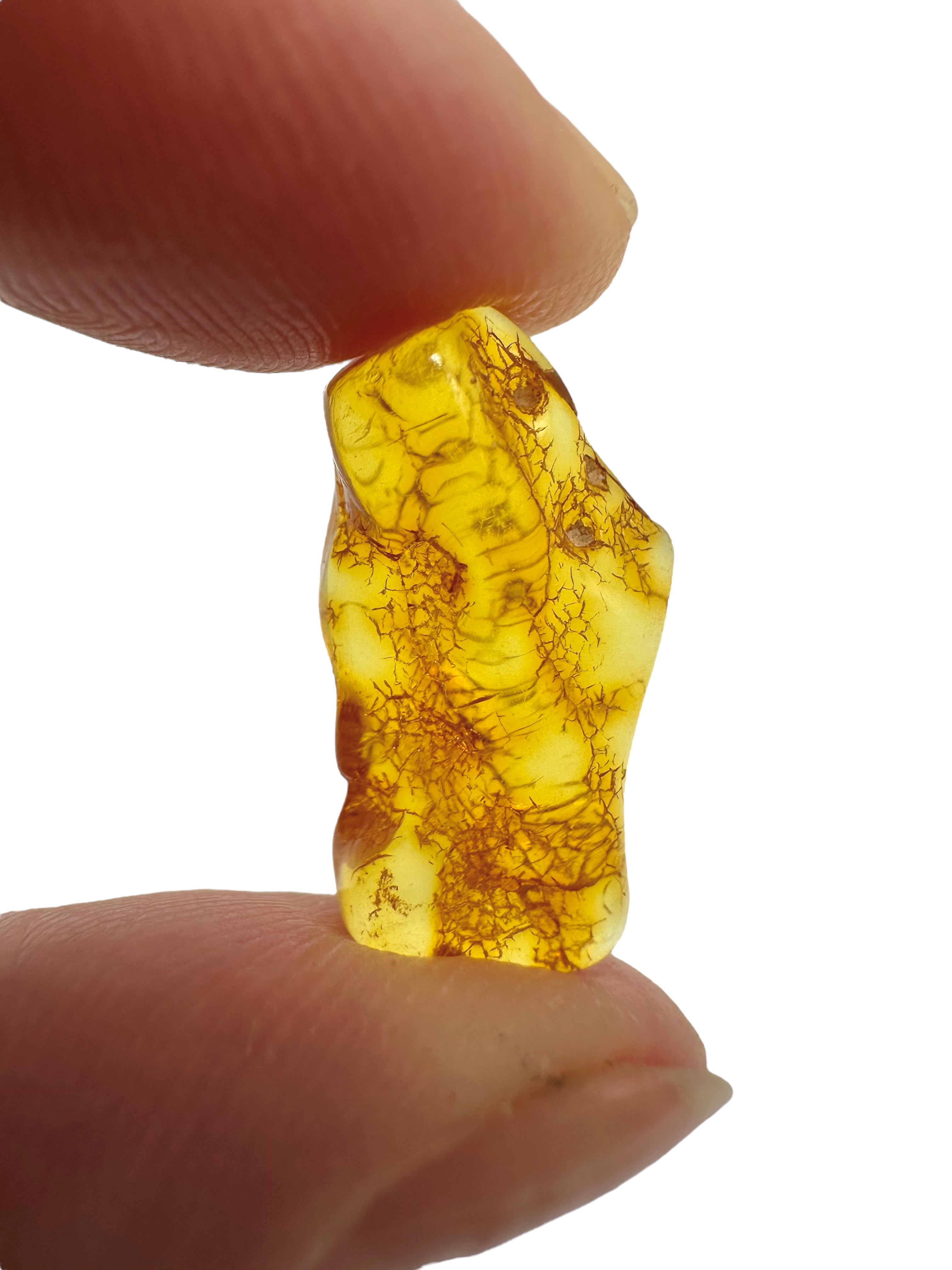 Amber in box – Lithuania - JN142
