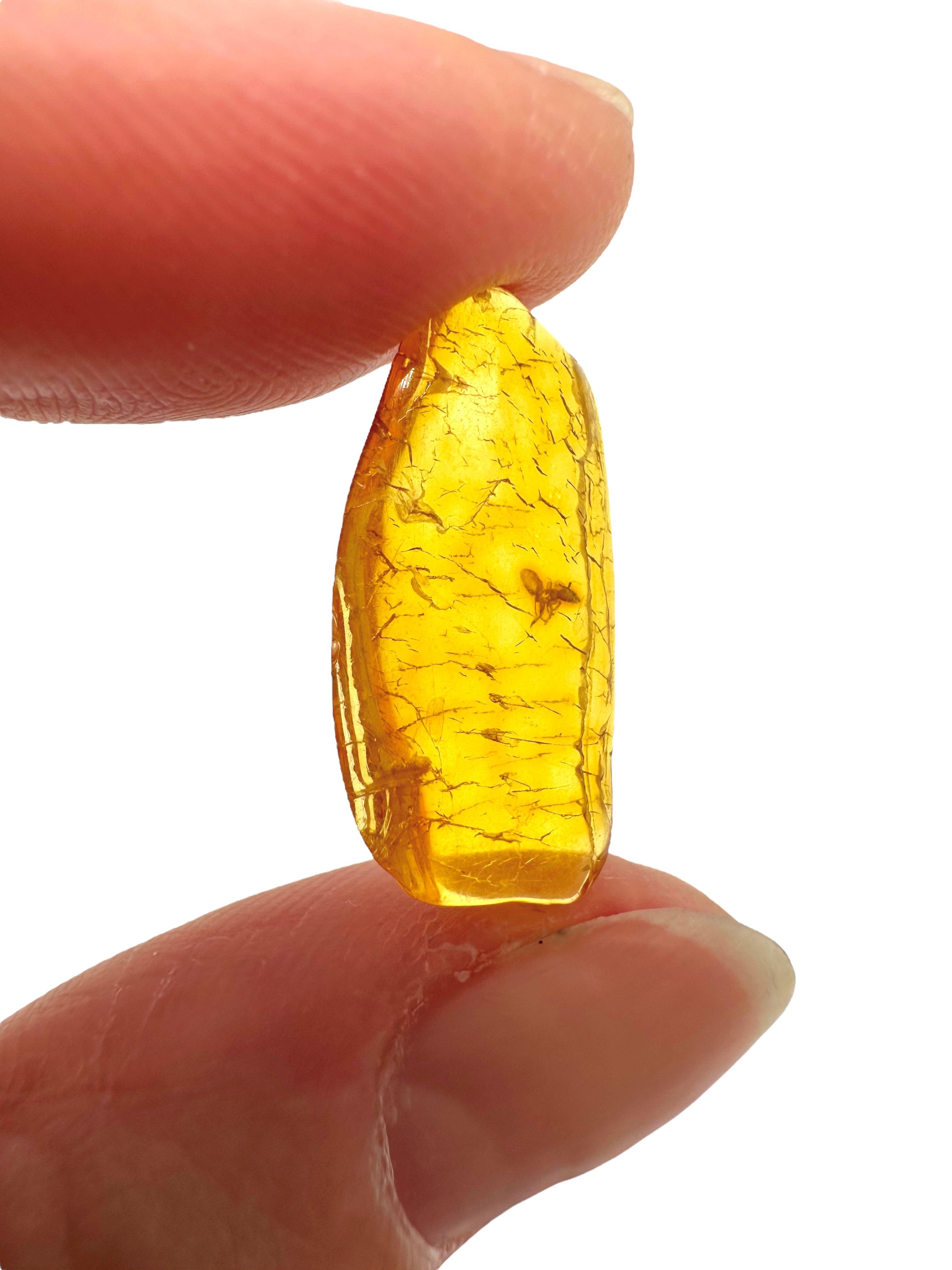 Amber in box – Lithuania - JN148