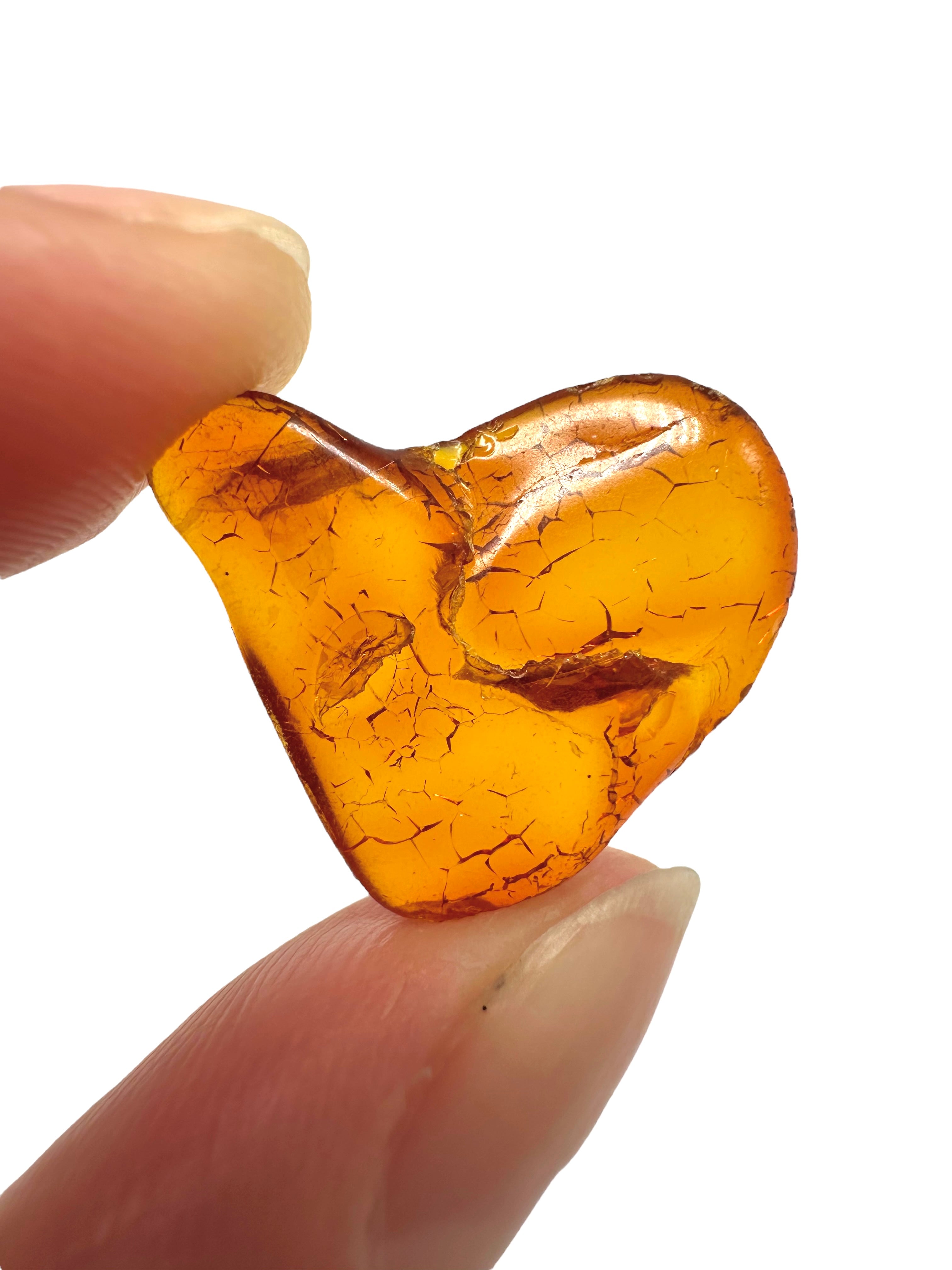 Amber in box – Lithuania - JN149