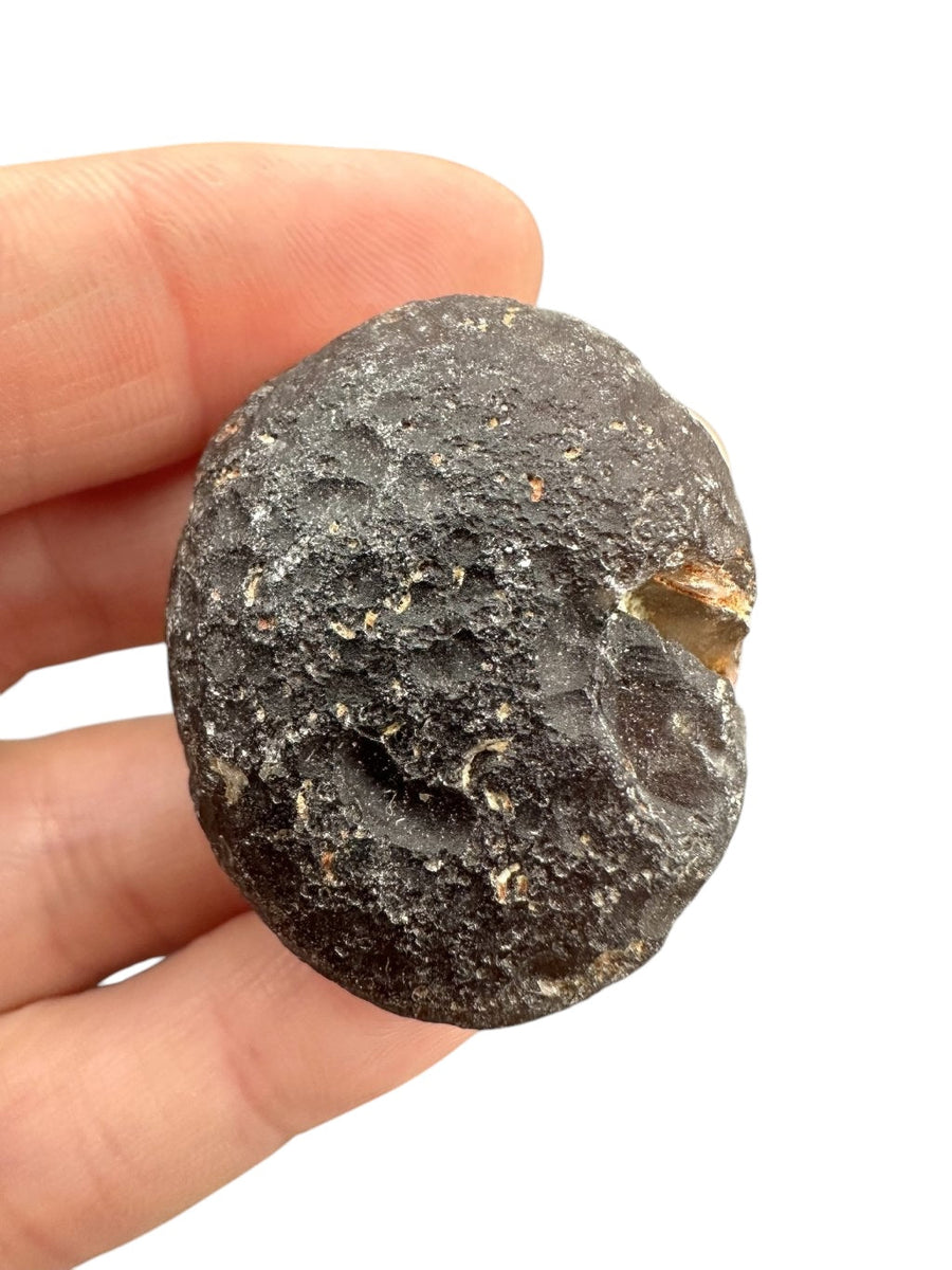 Colombianite grezza nera discoidale con frattura bruna traslucida