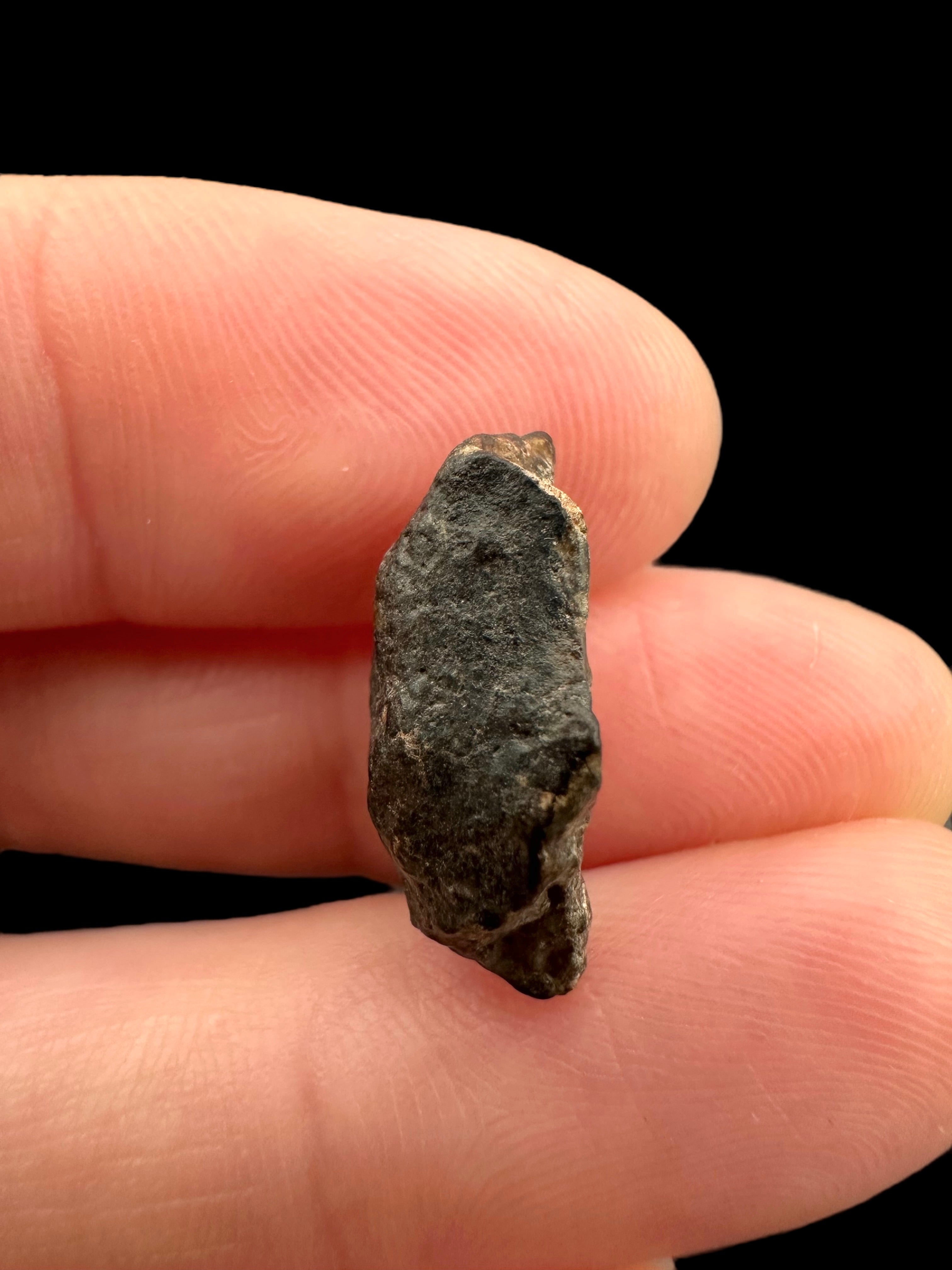 Meteorite NWA 869 – 1,7g – Northwest Africa - MENW37