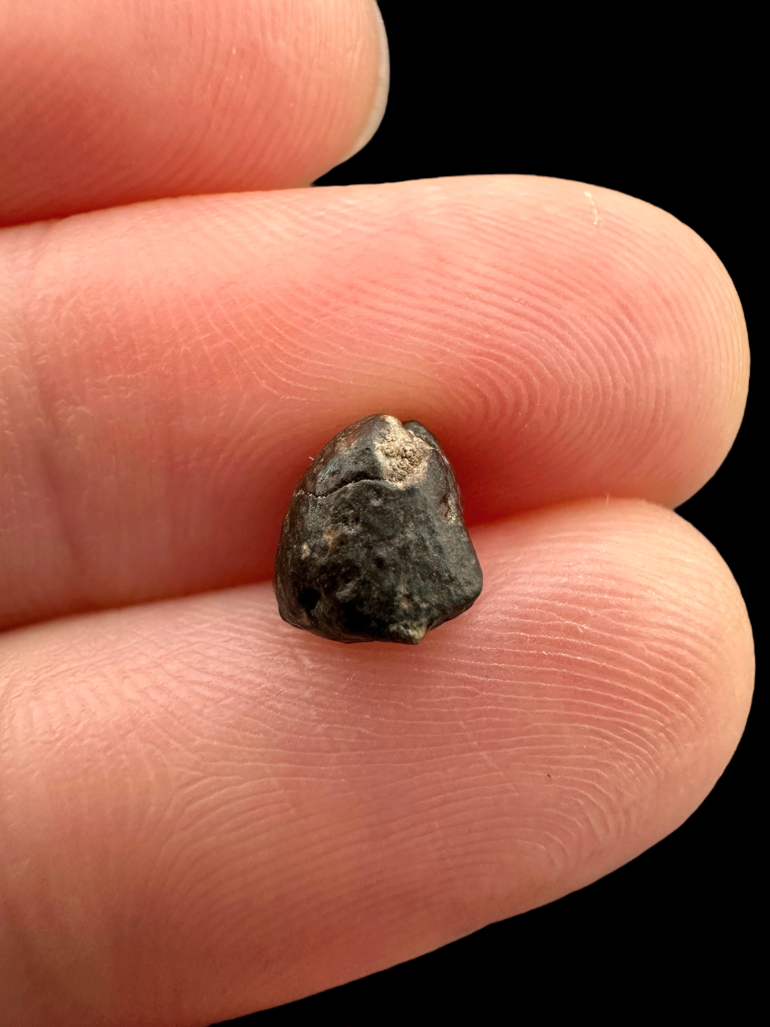 Meteorite NWA 869 – 0,3g – Northwest Africa - MENW38