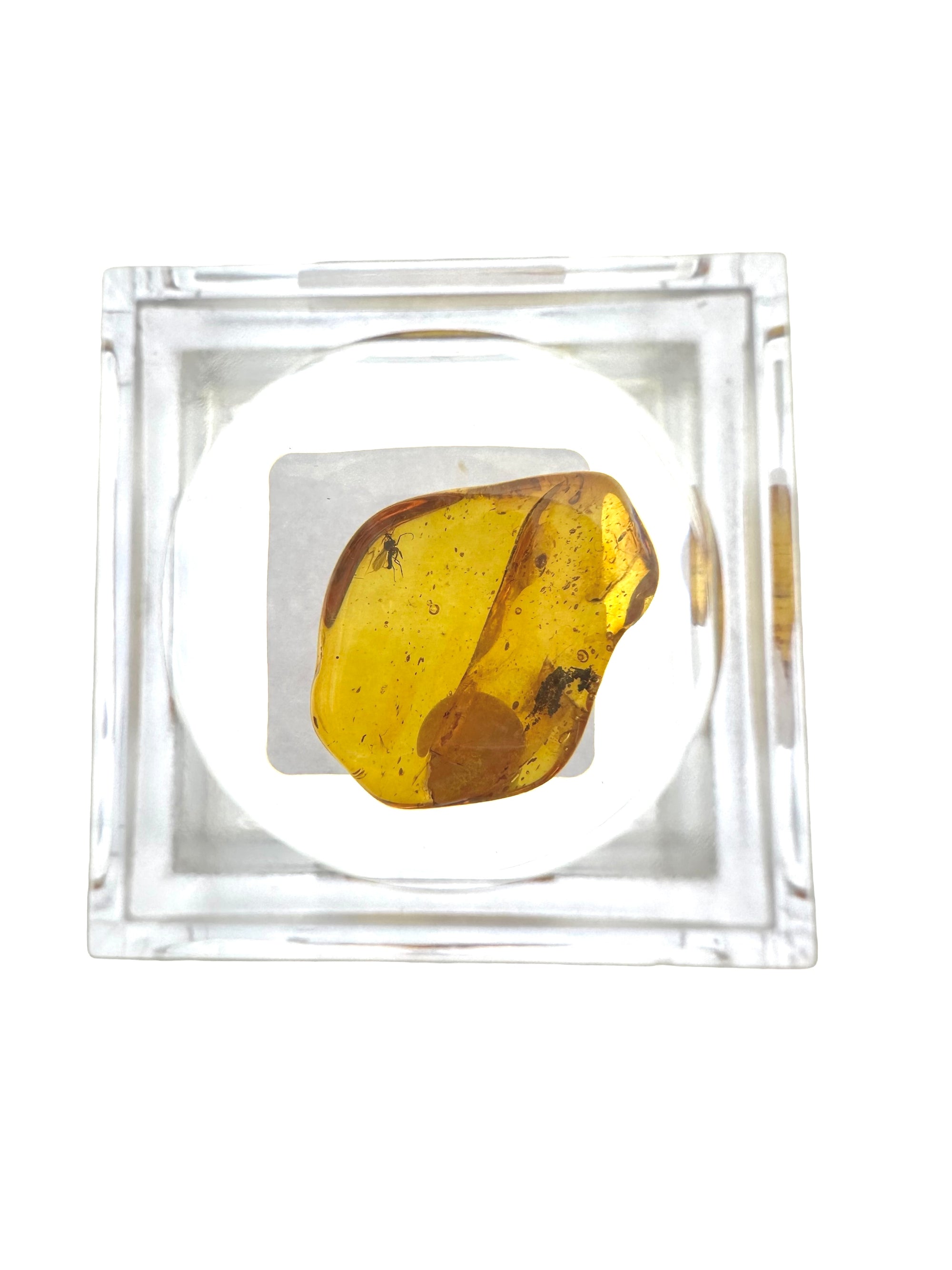 Insects in amber in a box with magnifying glass – Lithuania