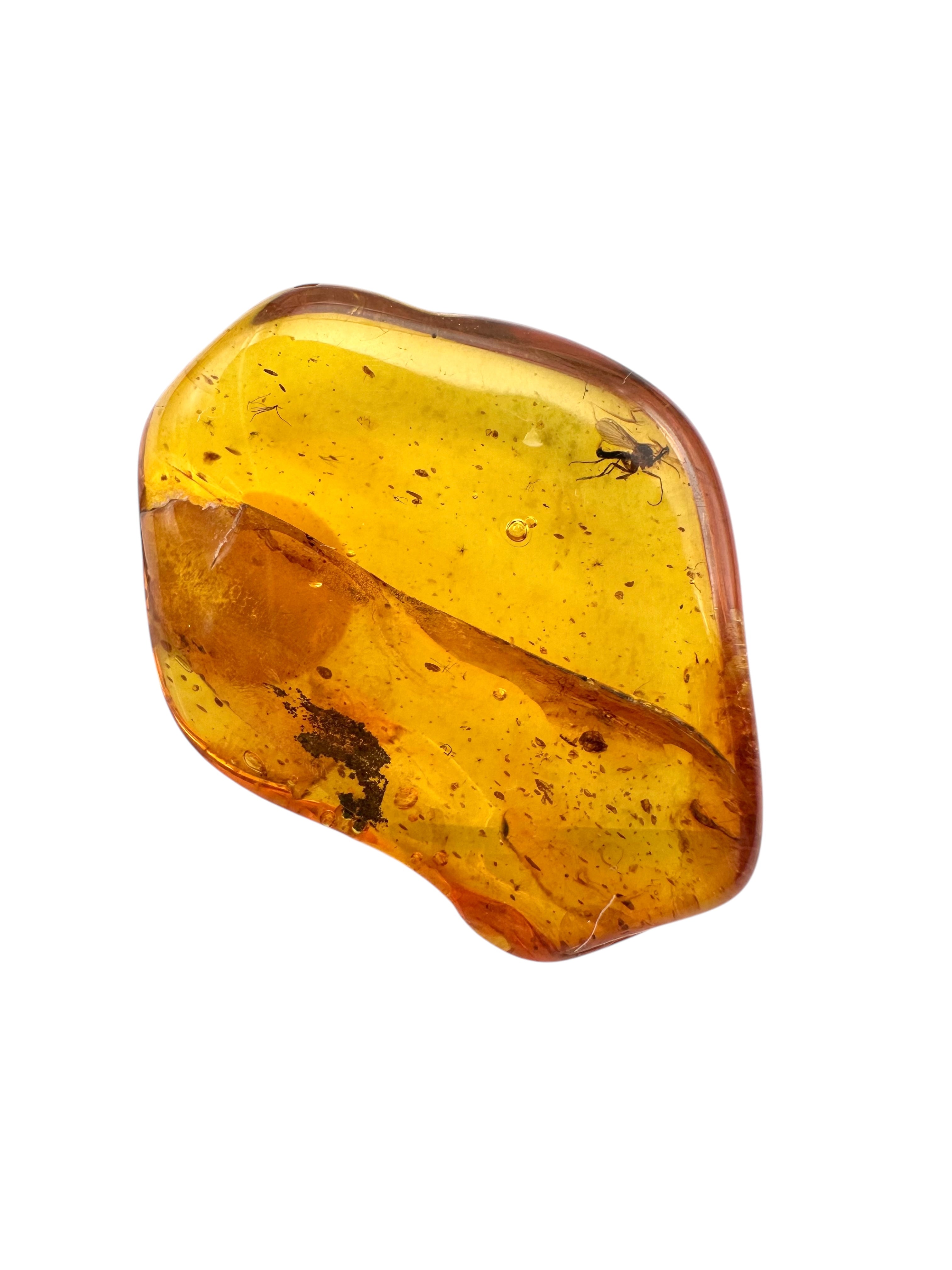 Insects in amber in a box with magnifying glass – Lithuania - IJK052