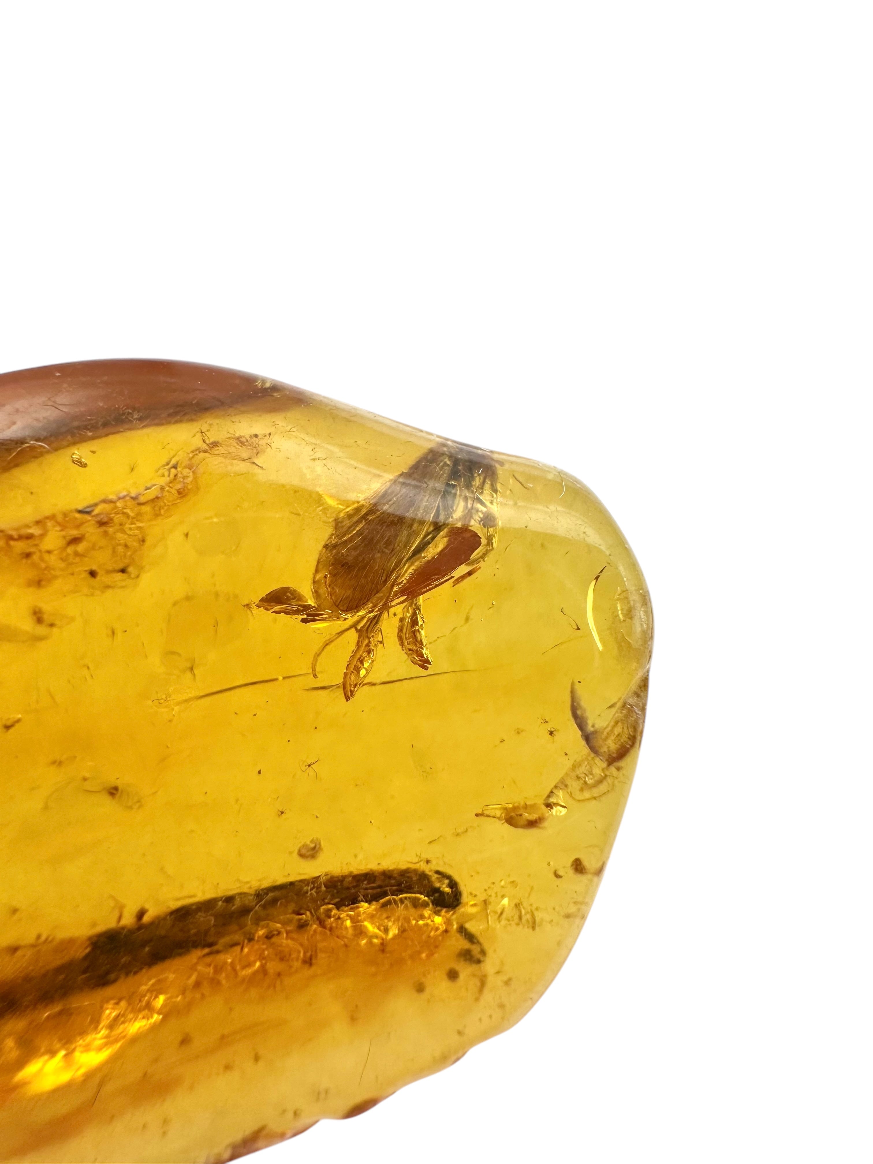 Insects in amber in a box with magnifying glass – Lithuania - IJK053