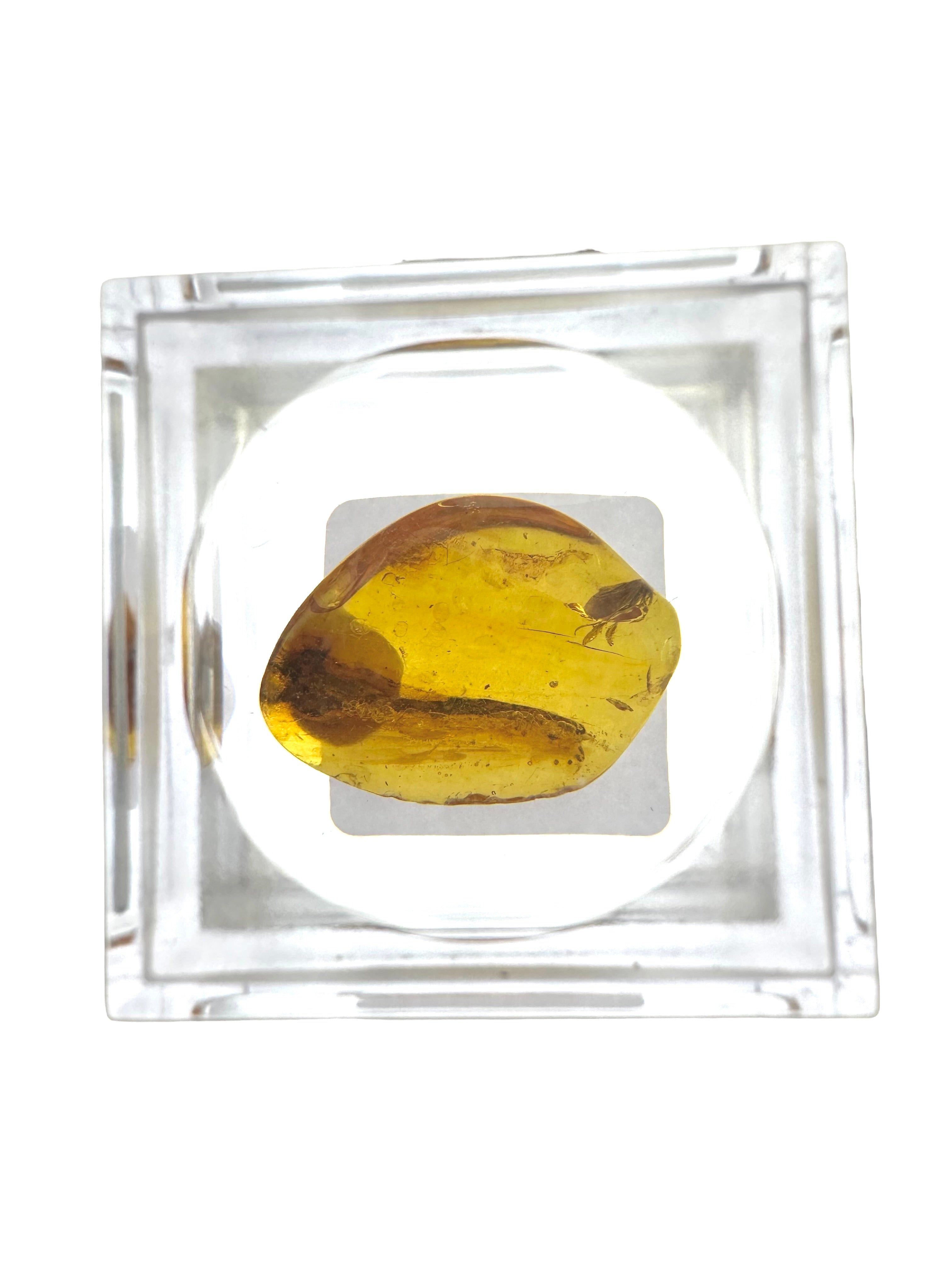 Insects in amber in a box with magnifying glass – Lithuania