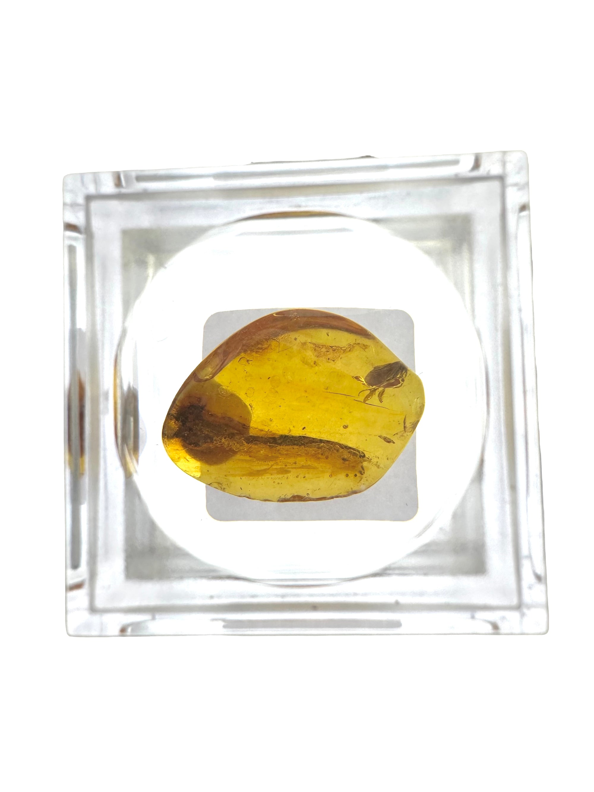 Insects in amber in a box with magnifying glass – Lithuania