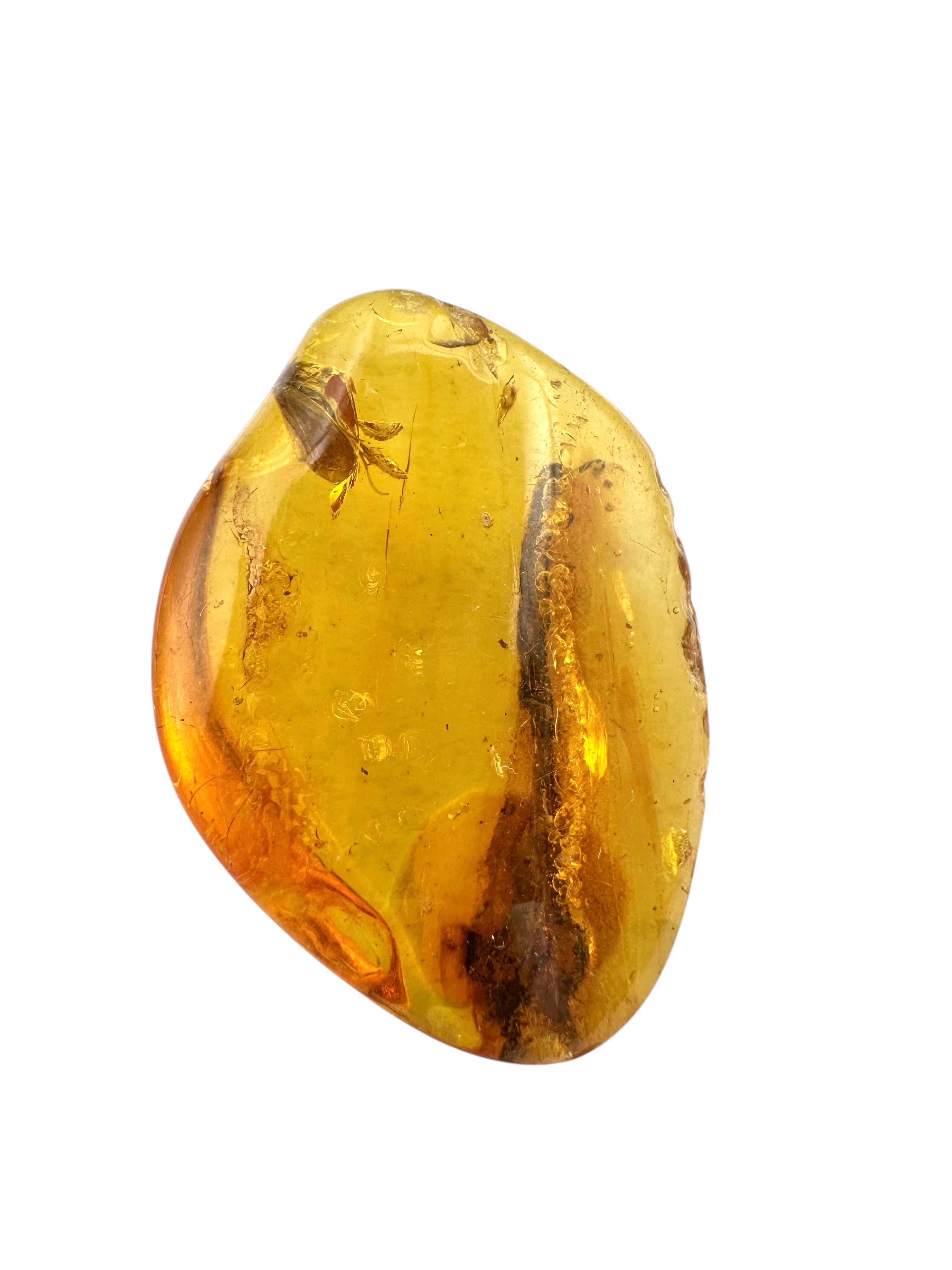 Insects in amber in a box with magnifying glass – Lithuania - IJK053