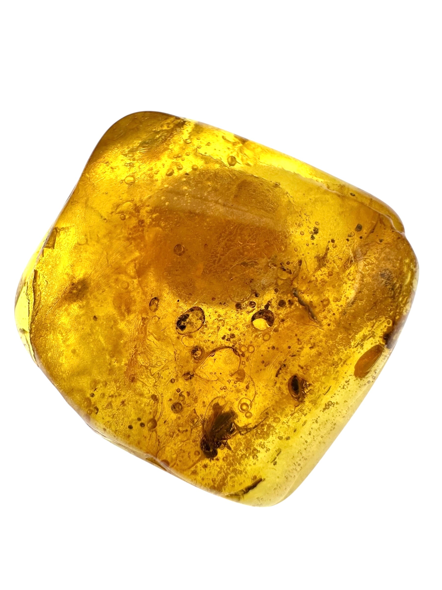 Insects in amber in a box with magnifying glass – Lithuania - IJK054