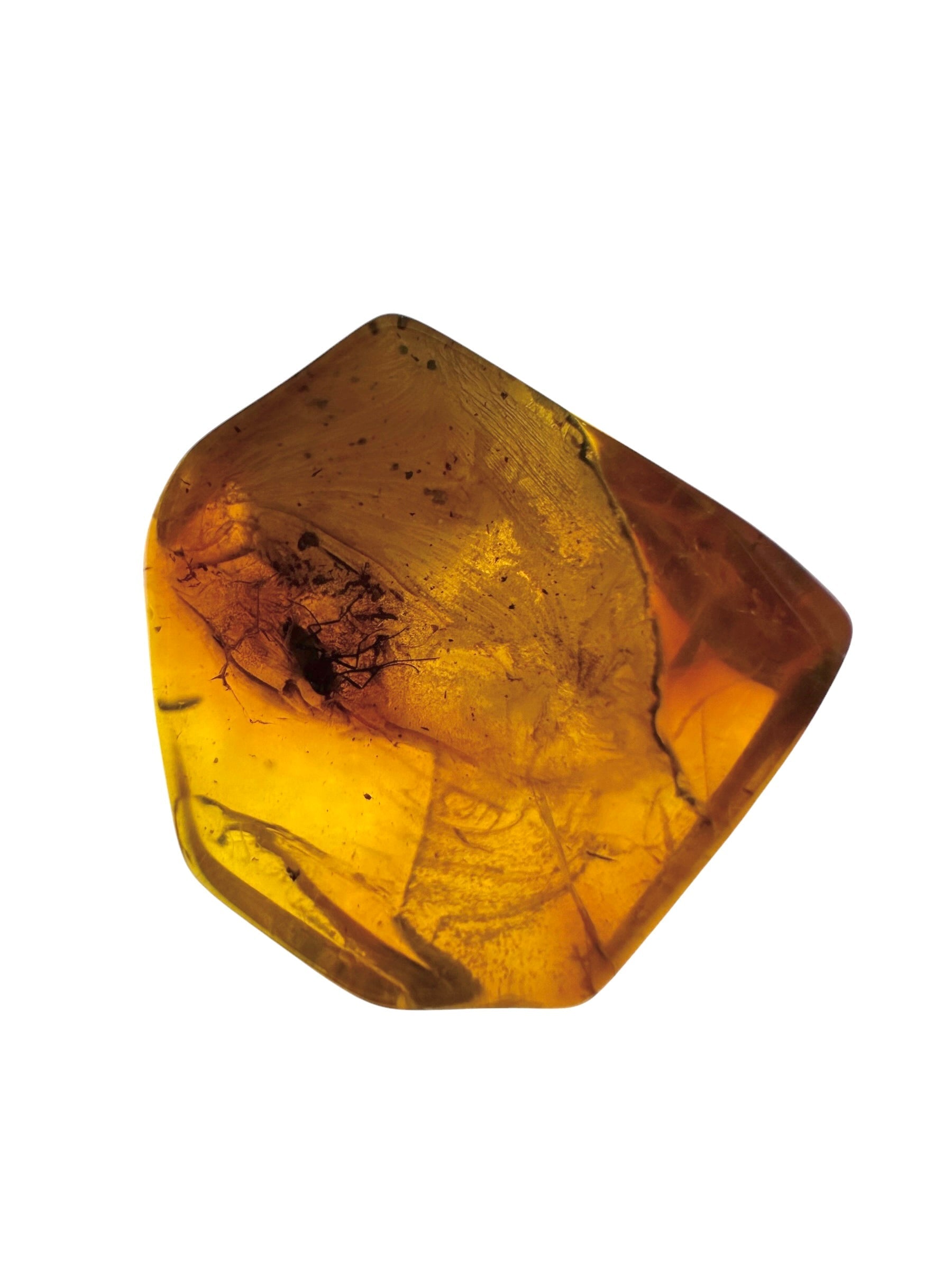 Insects in amber in a box with magnifying glass – Lithuania - IJK055
