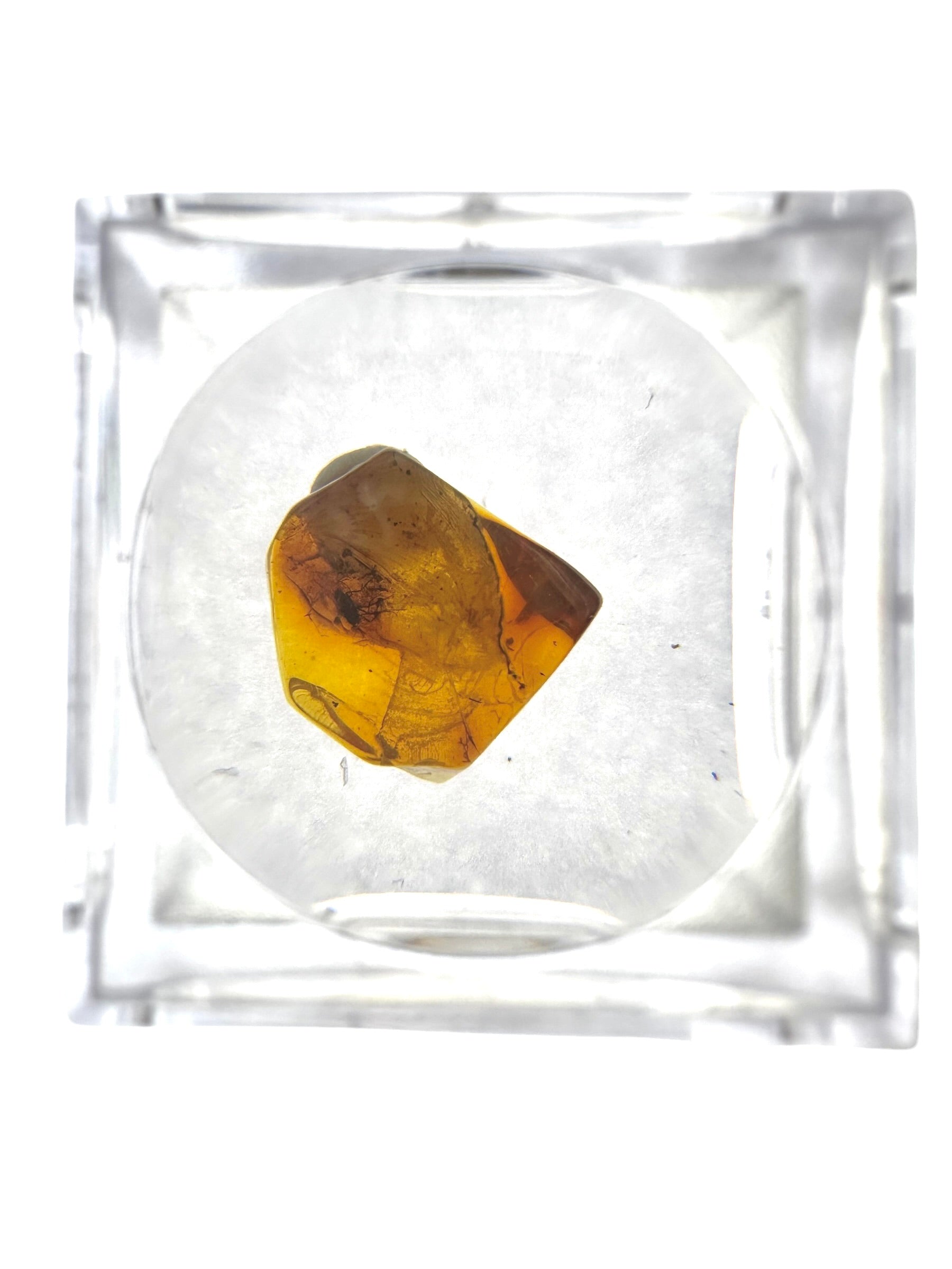 Insects in amber in a box with magnifying glass – Lithuania