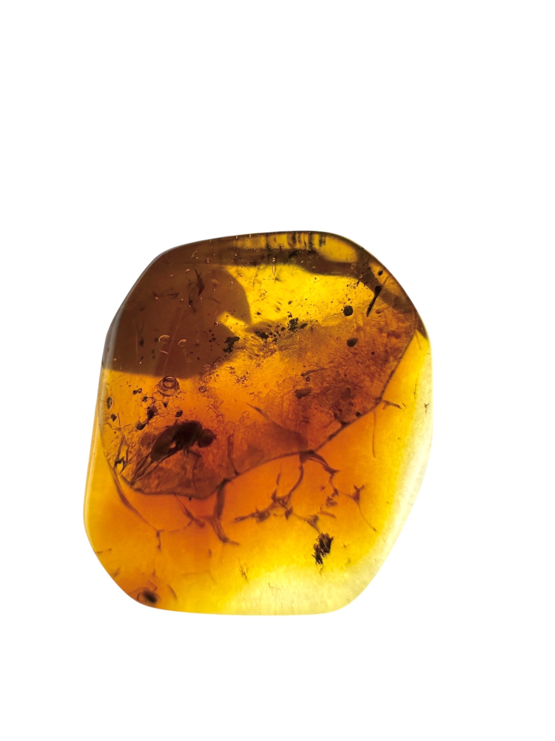 Insects in amber in a box with magnifying glass – Lithuania - IJK056
