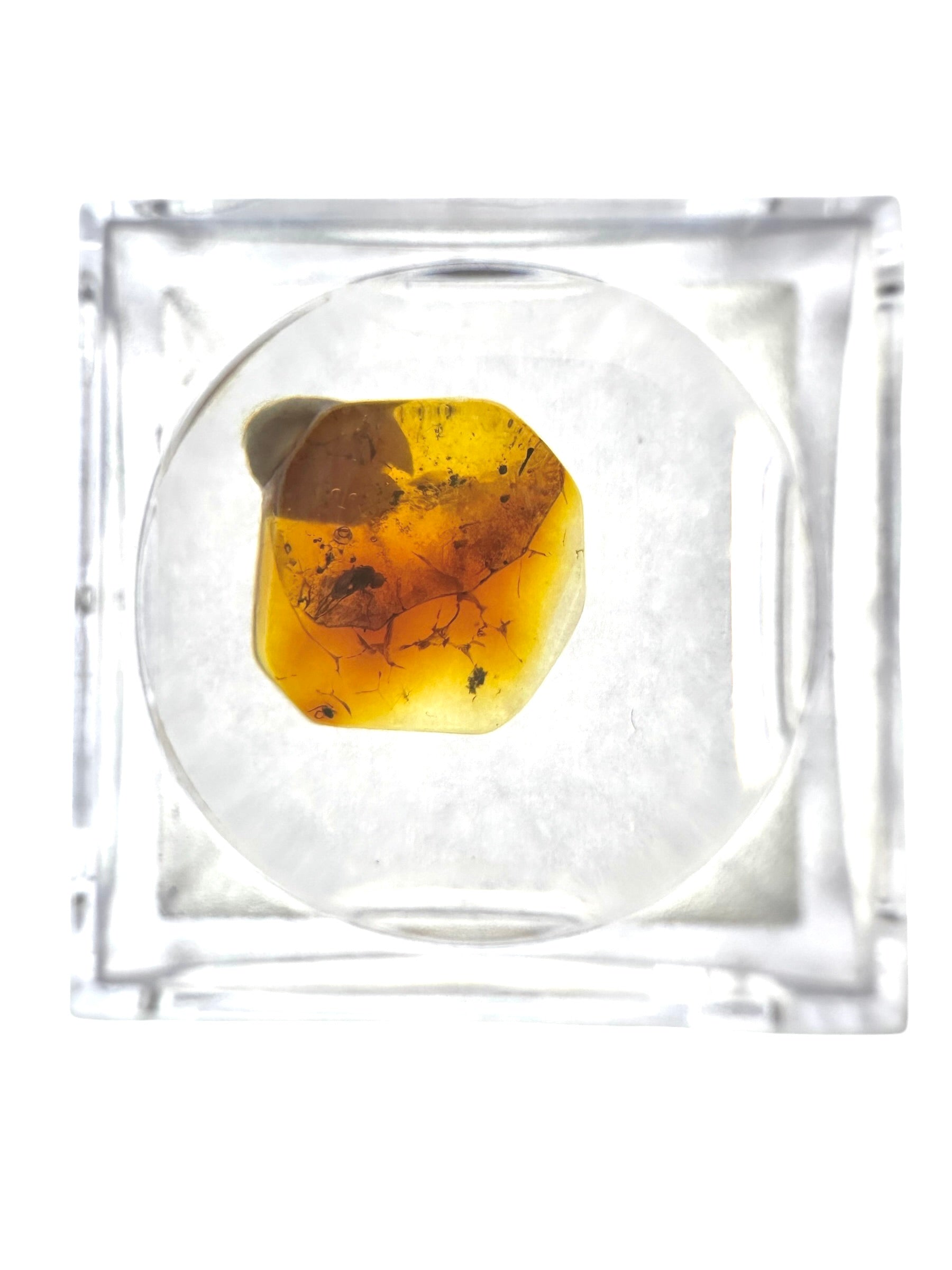 Insects in amber in a box with magnifying glass – Lithuania