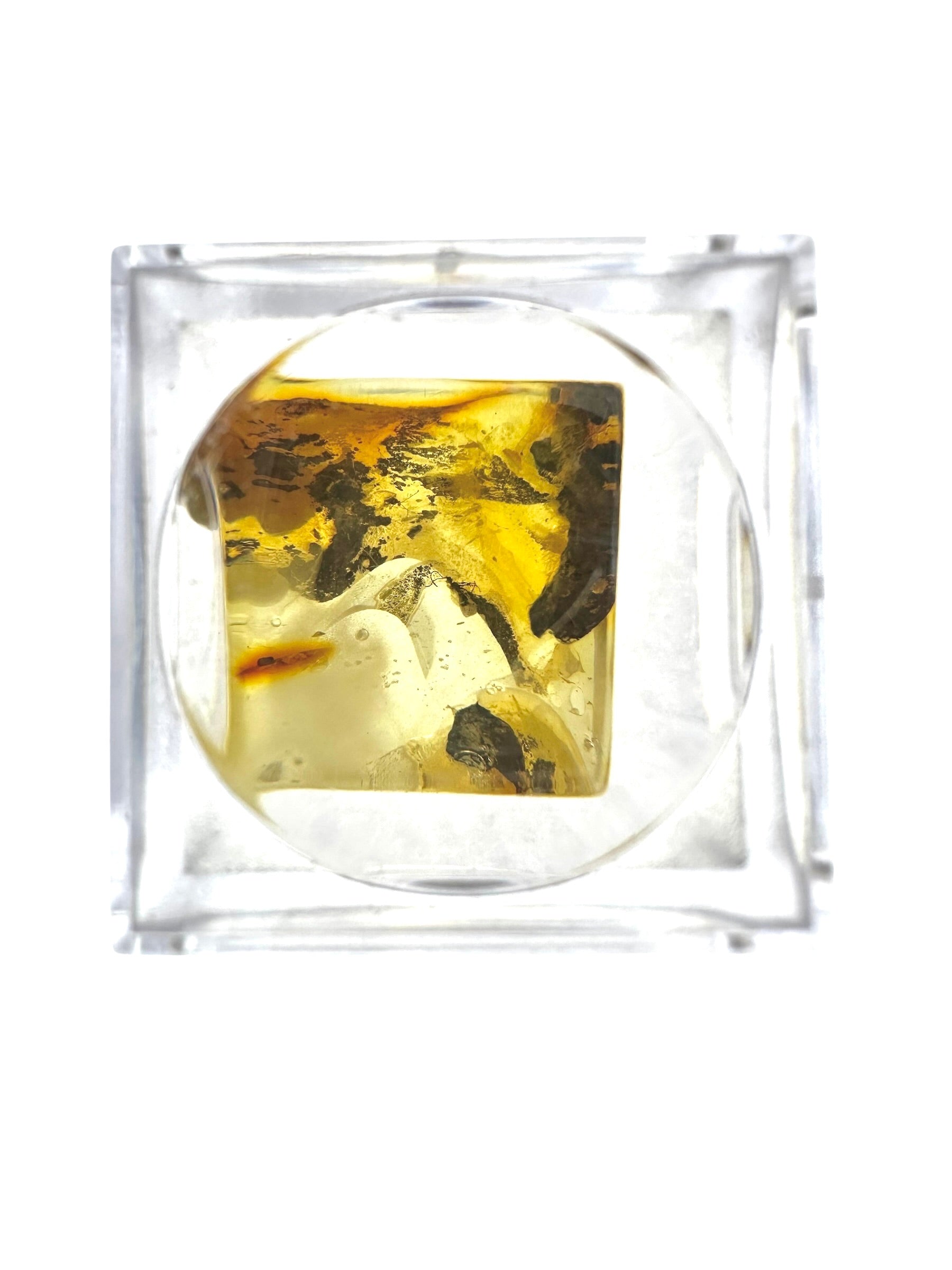 Insects in amber in a box with magnifying glass – Lithuania