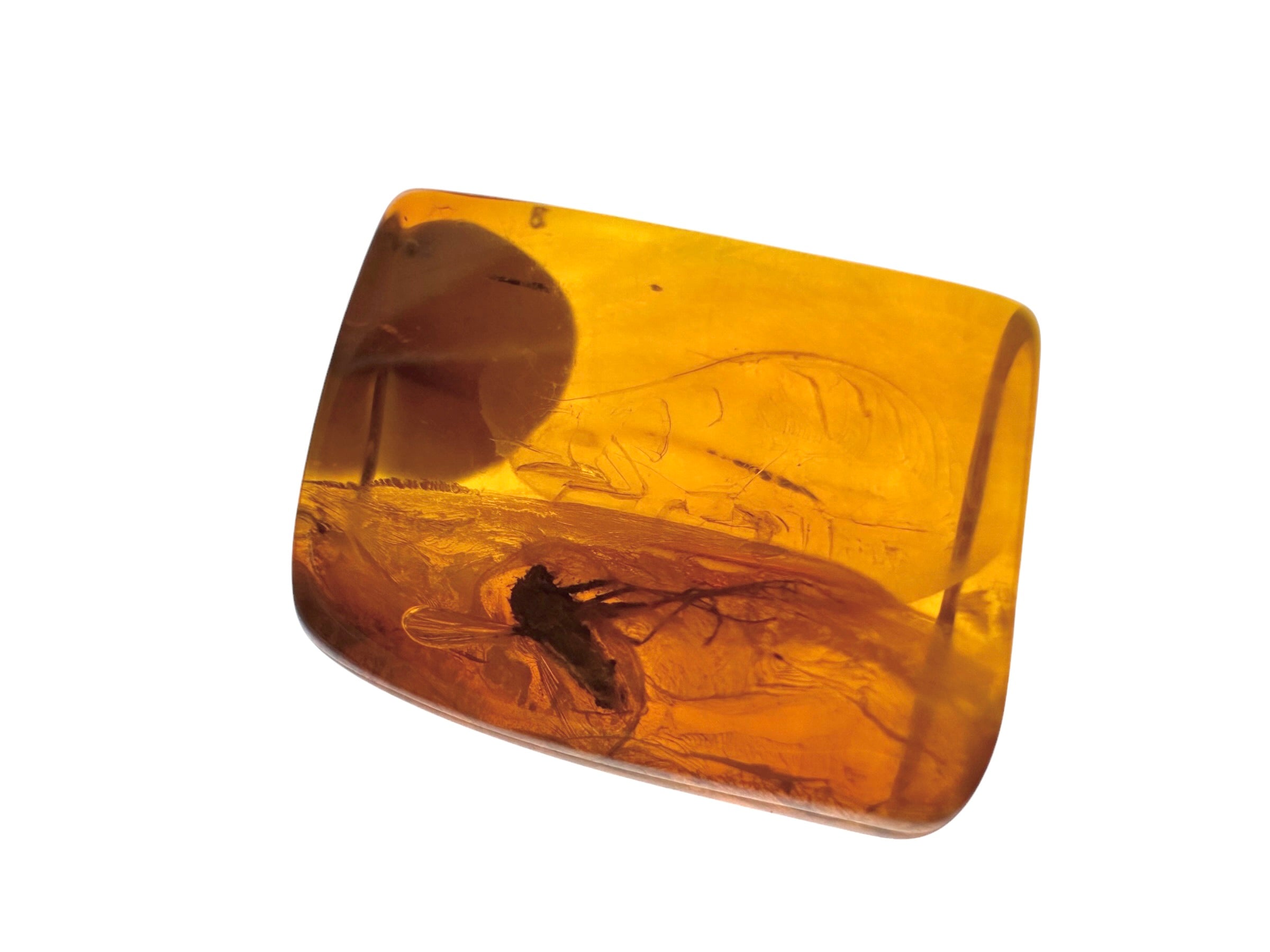 Insects in amber in a box with magnifying glass – Lithuania - IJK059