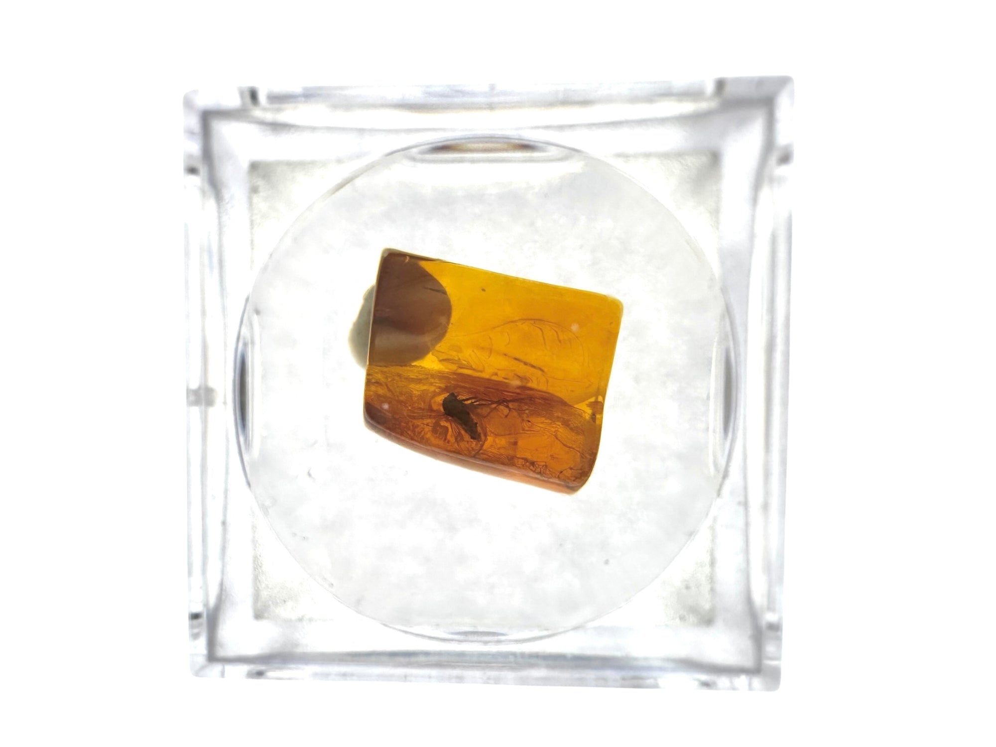 Insects in amber in a box with magnifying glass – Lithuania