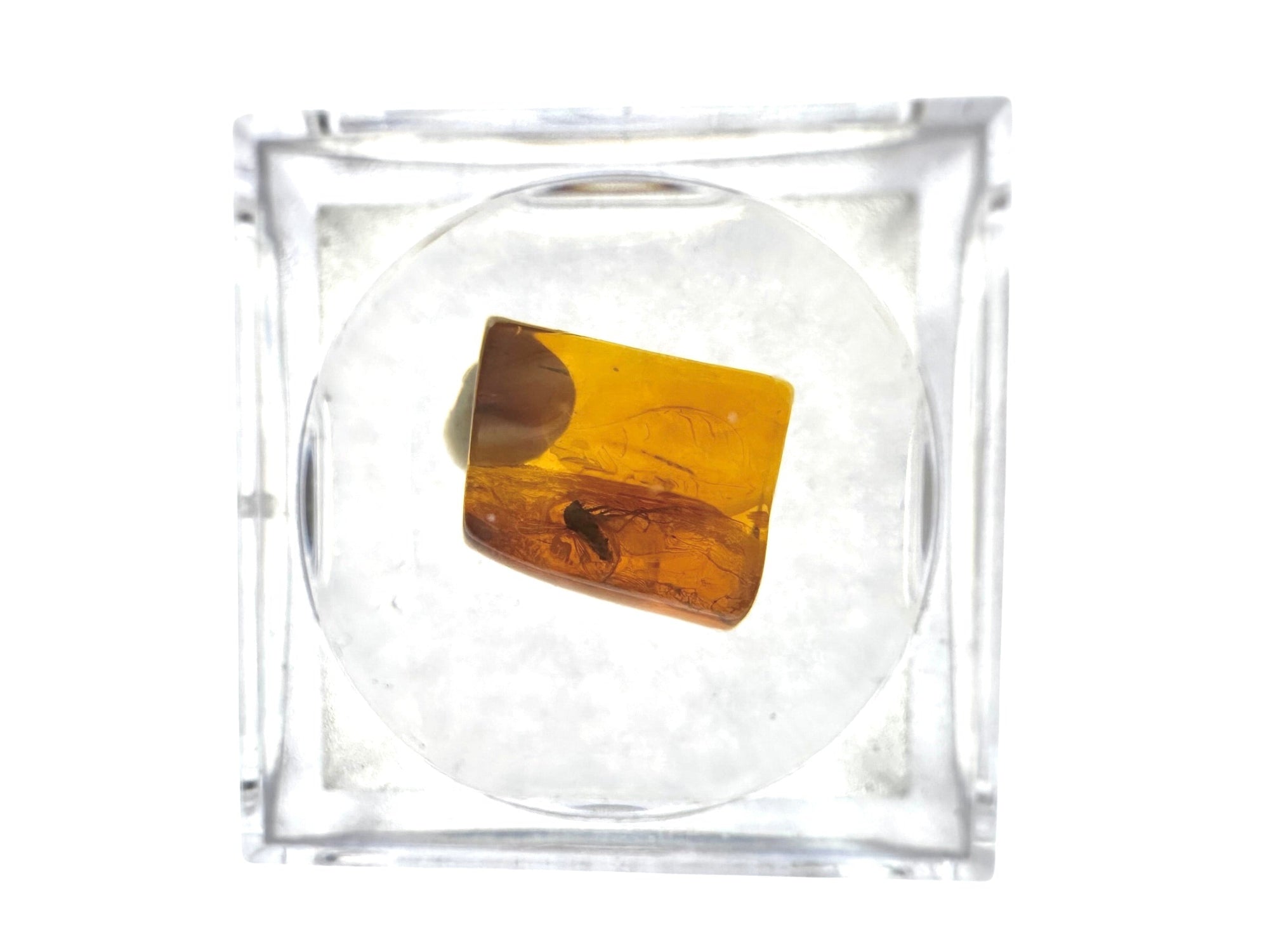 Insects in amber in a box with magnifying glass – Lithuania