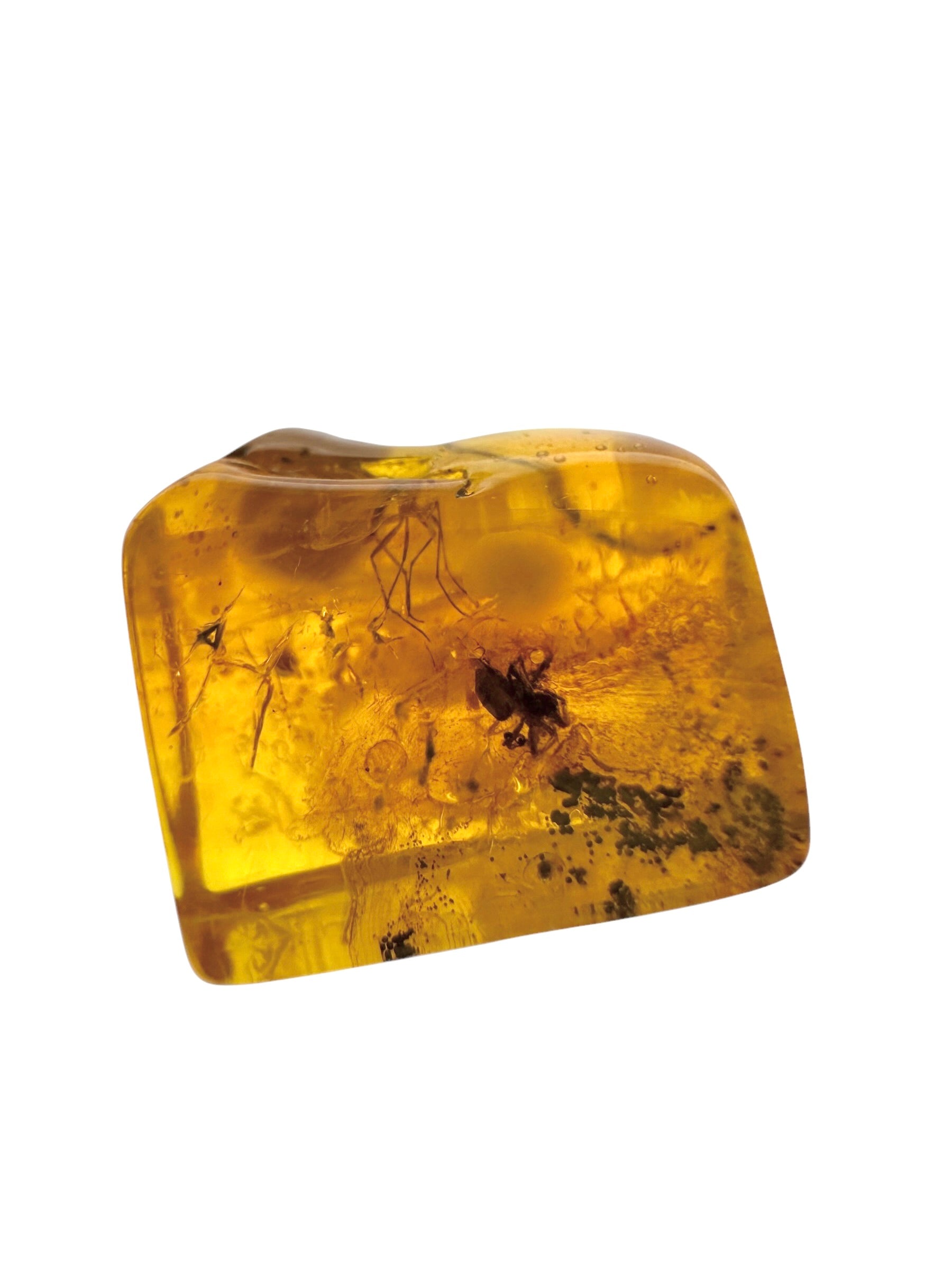 Insects in amber in a box with magnifying glass – Lithuania - IJK061