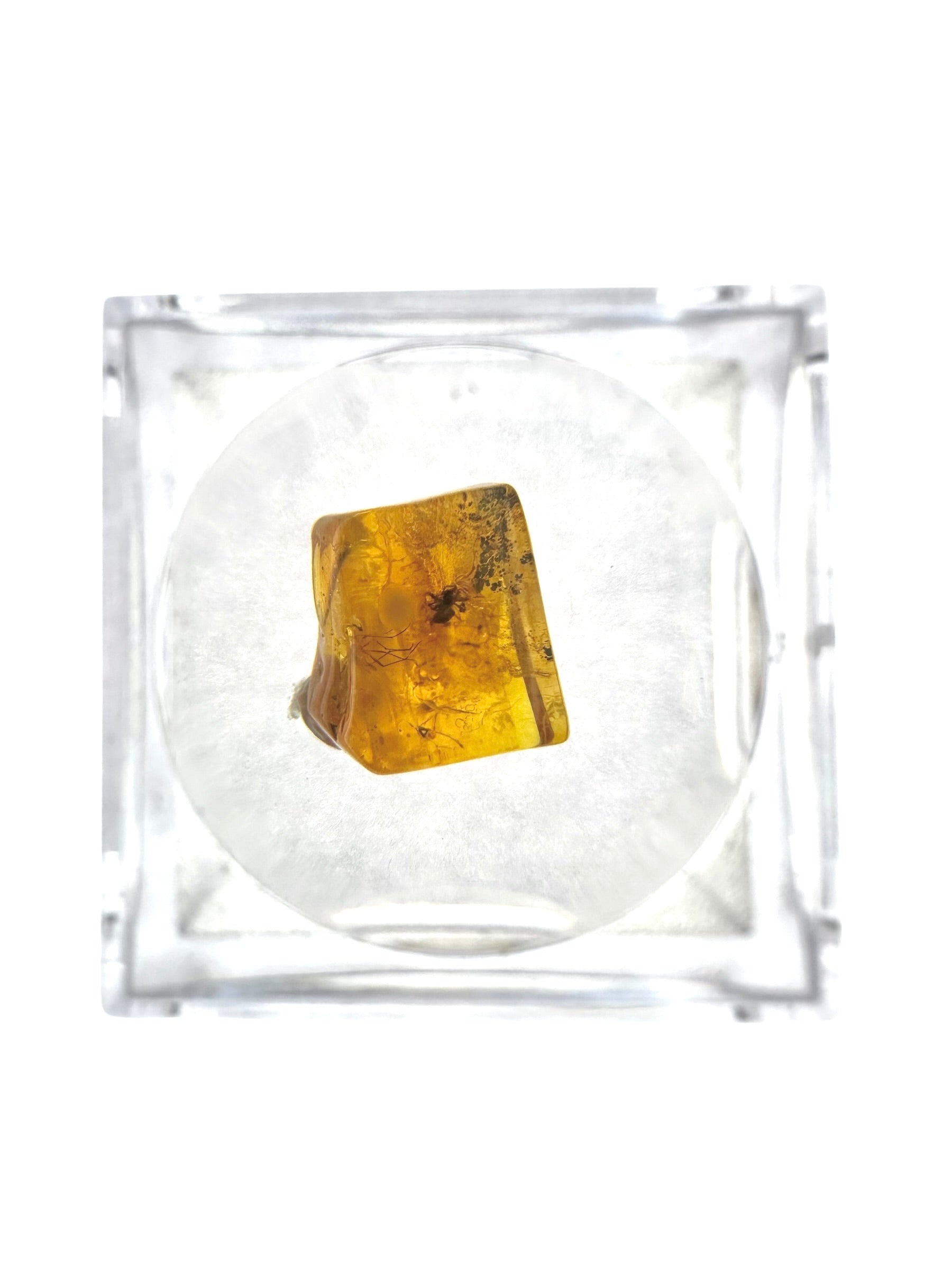 Insects in amber in a box with magnifying glass – Lithuania