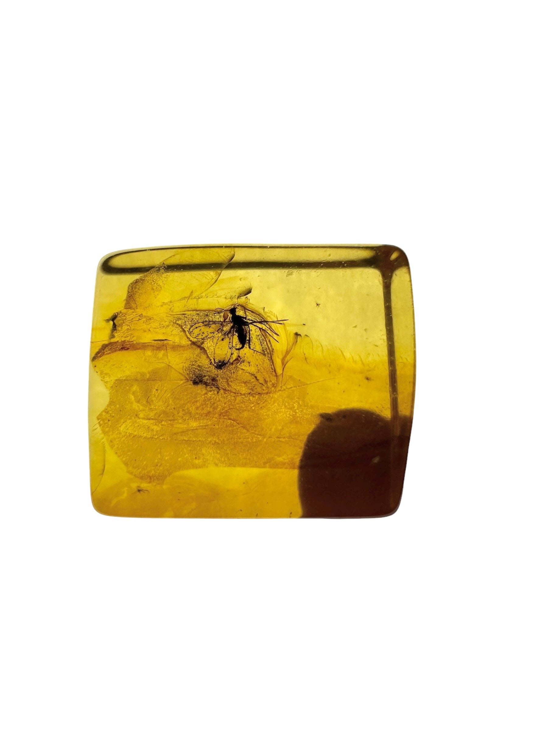 Insects in amber in a box with magnifying glass – Lithuania - IJK062