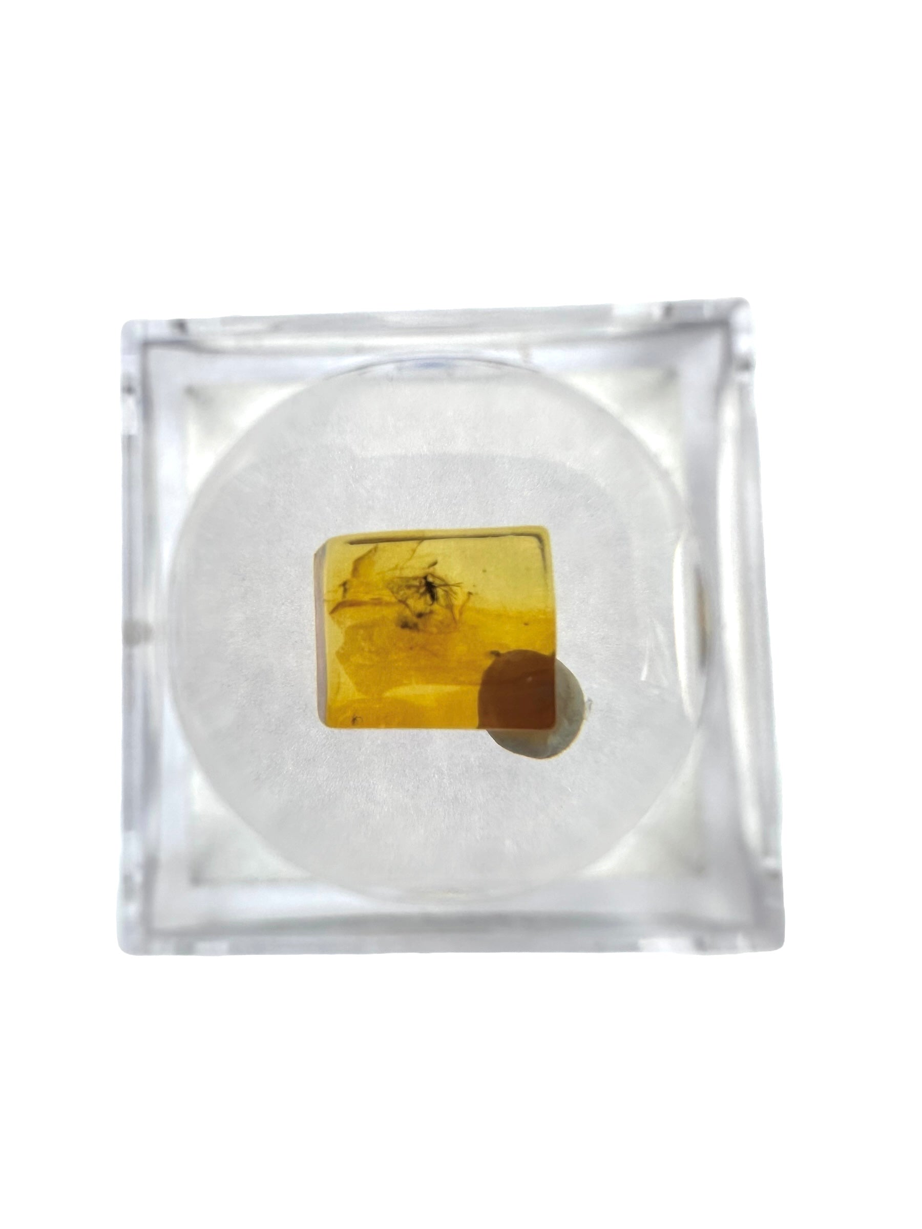 Insects in amber in a box with magnifying glass – Lithuania