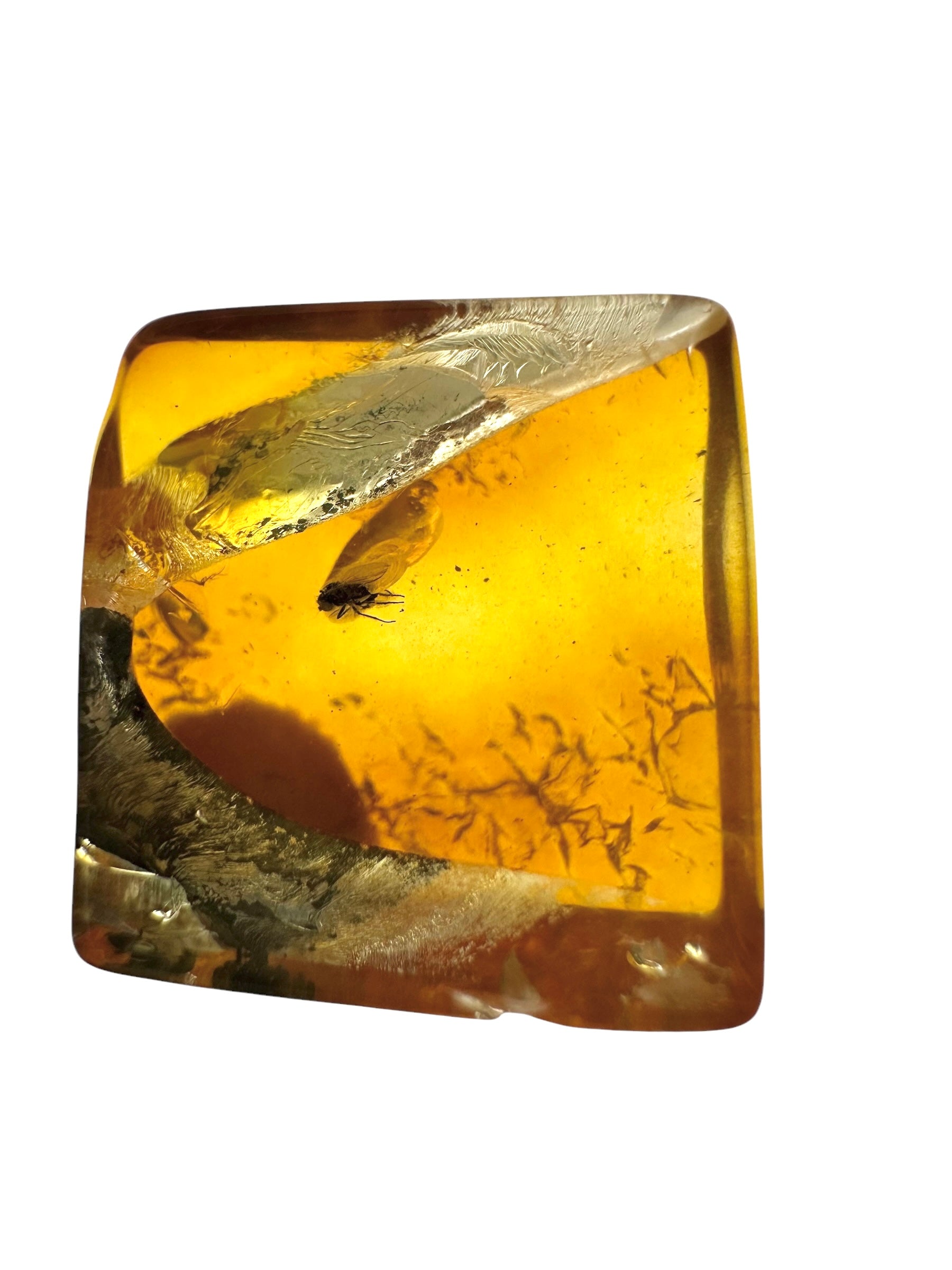 Insects in amber in a box with magnifying glass – Lithuania - IJK063