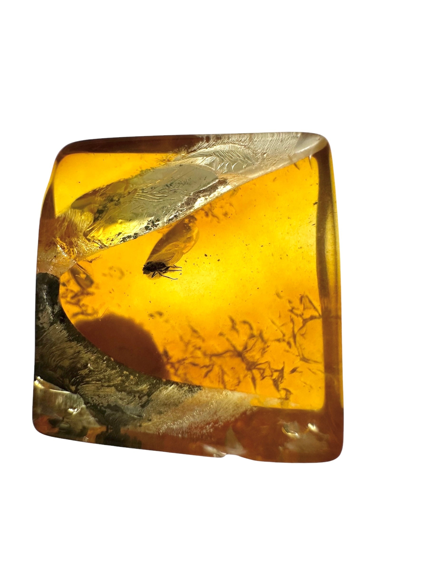 Insects in amber in a box with magnifying glass – Lithuania - IJK063