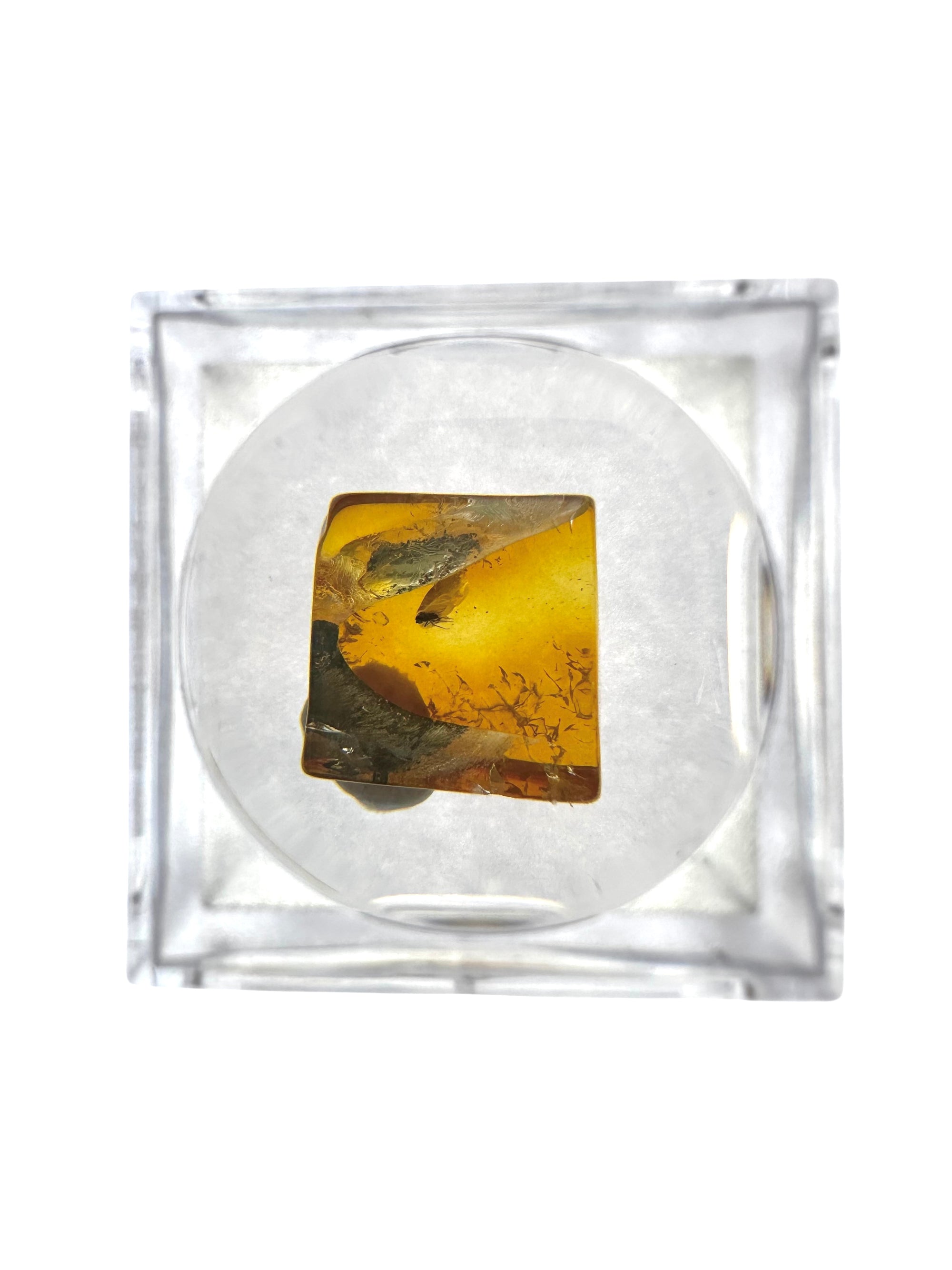 Insects in amber in a box with magnifying glass – Lithuania