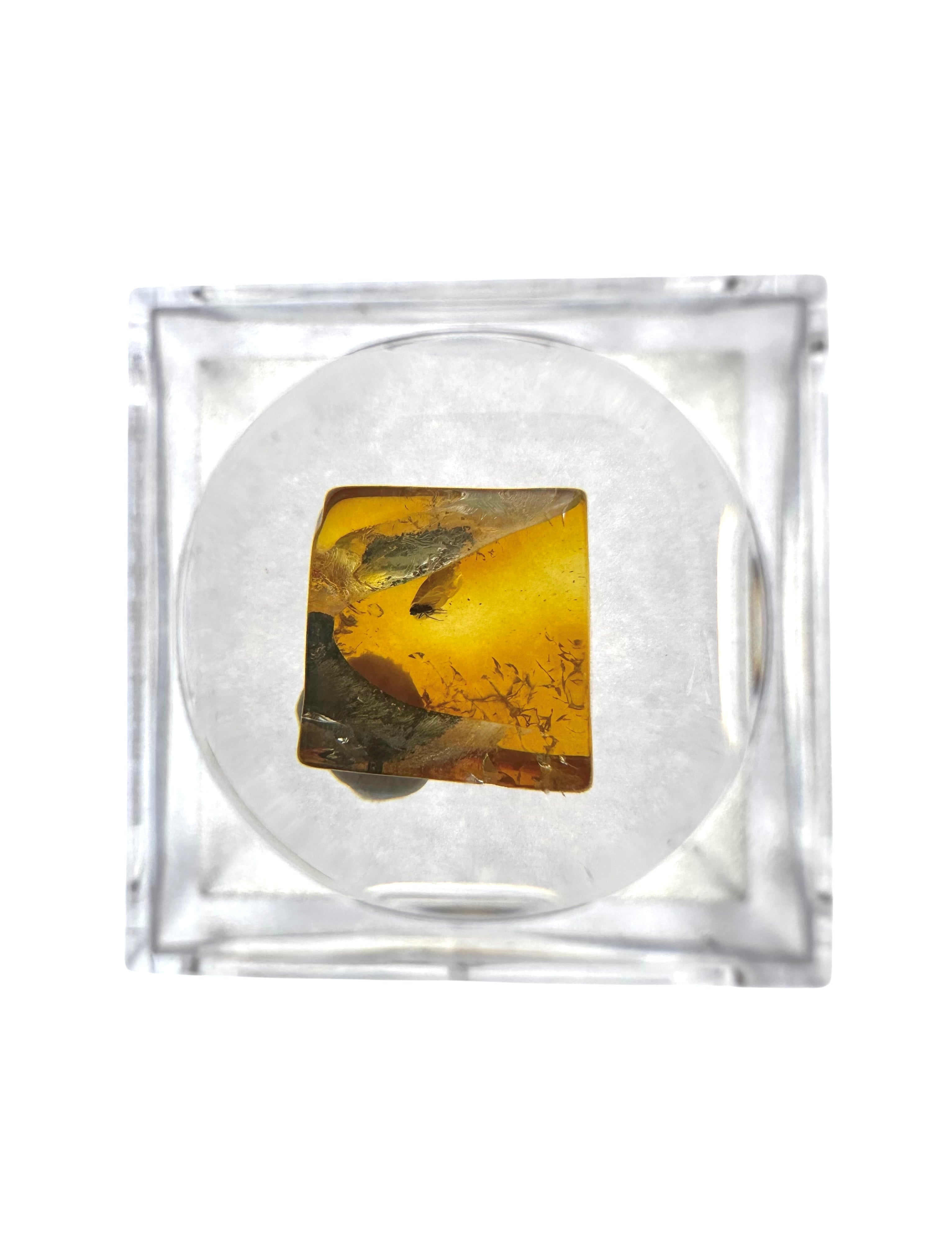 Insects in amber in a box with magnifying glass – Lithuania