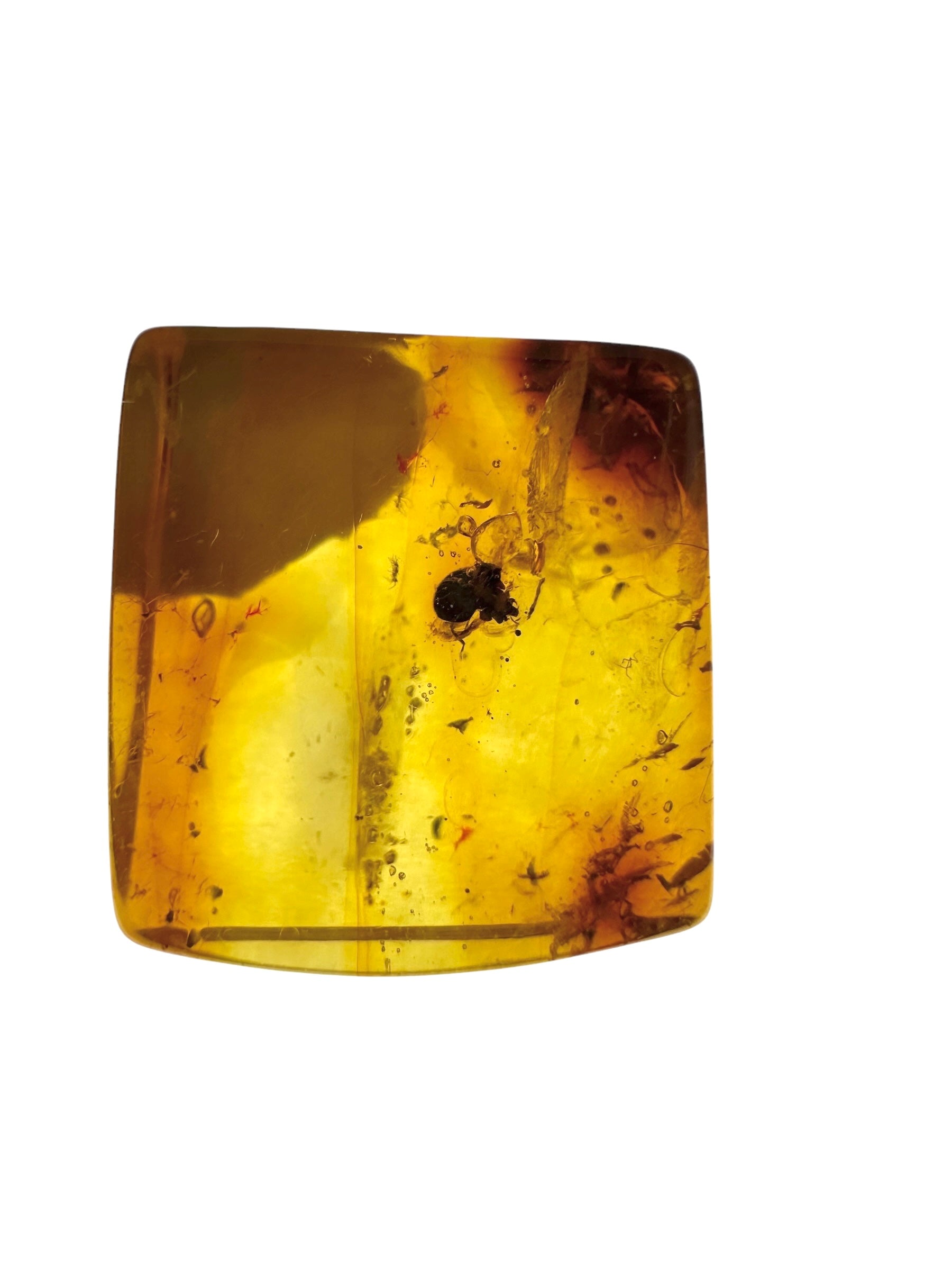 Insects in amber in a box with magnifying glass – Lithuania - IJK064