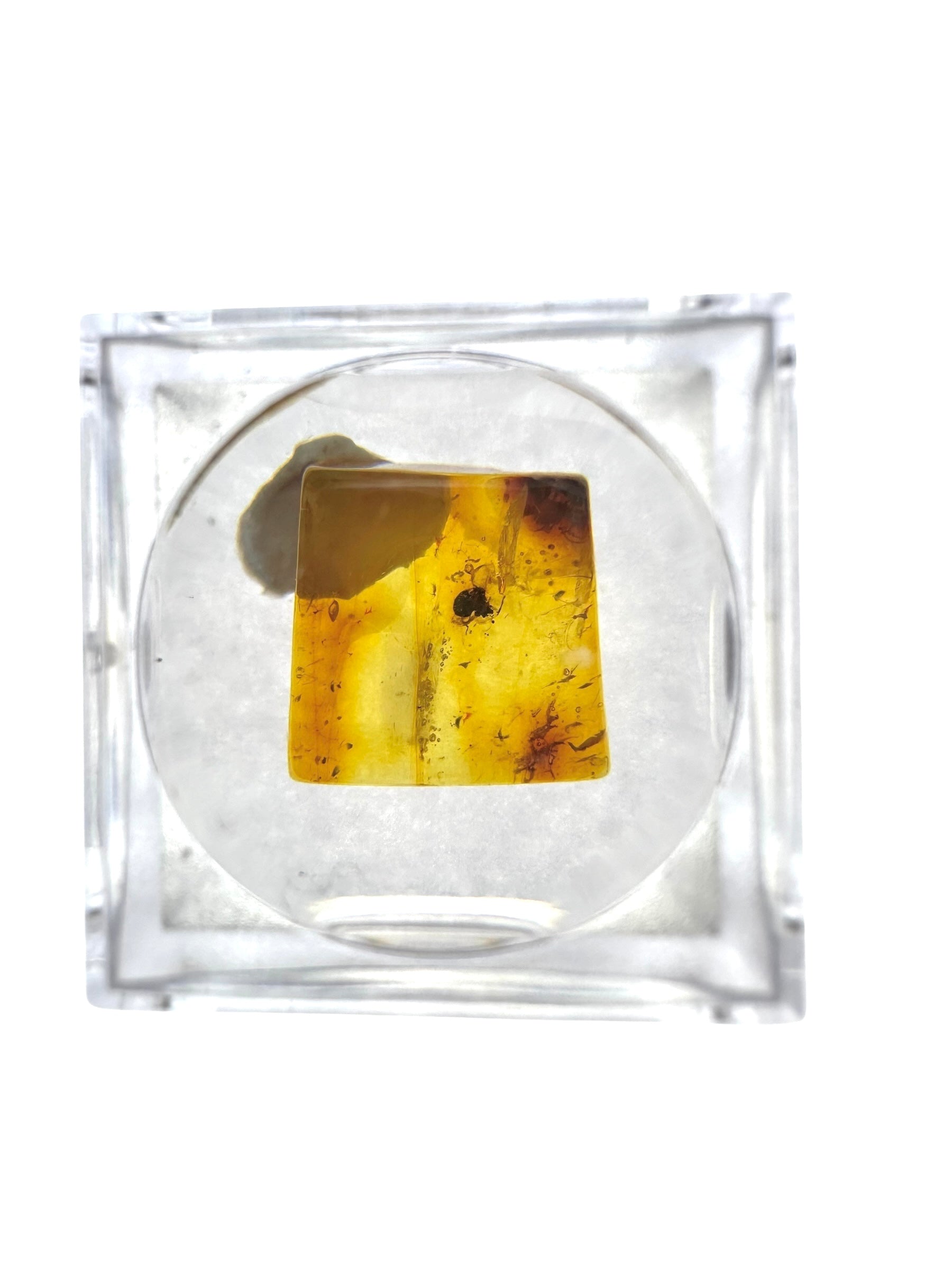 Insects in amber in a box with magnifying glass – Lithuania