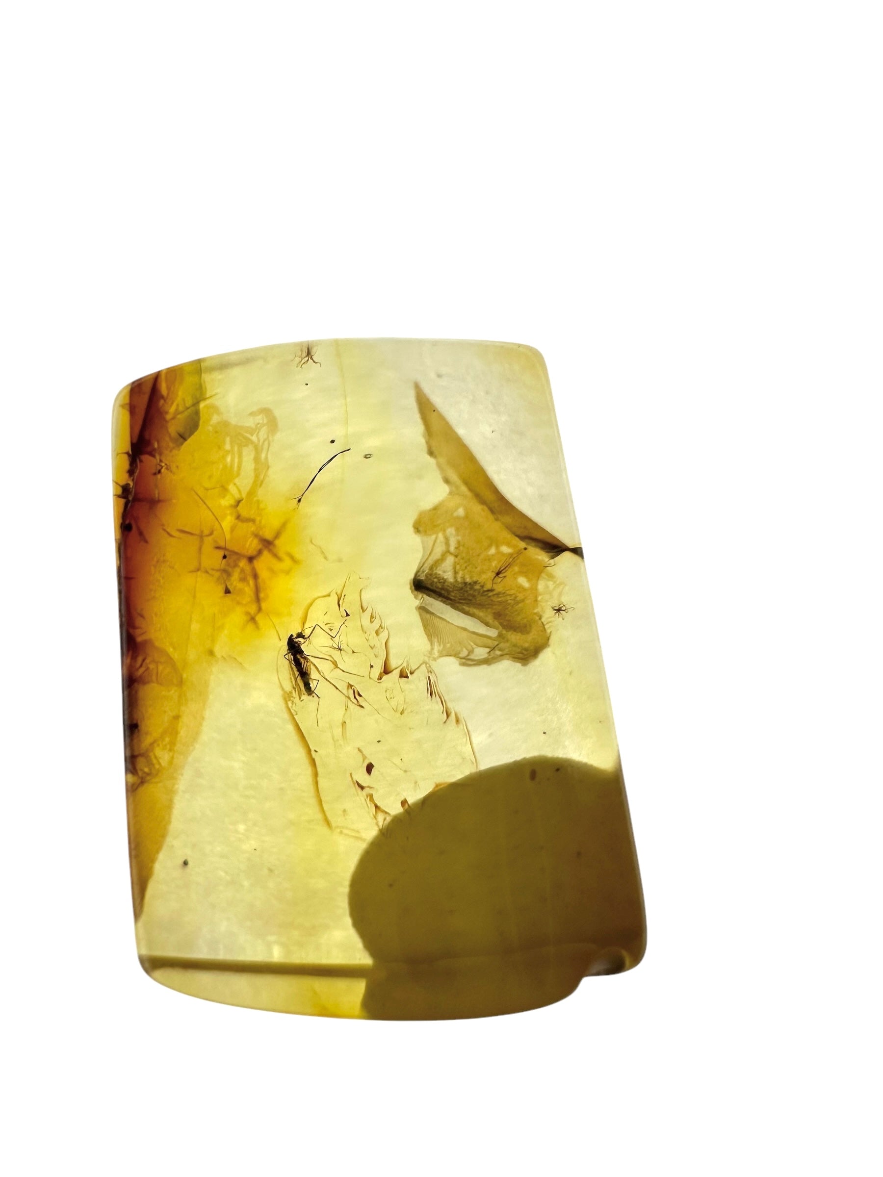 Insects in amber in a box with magnifying glass – Lithuania - IJK065