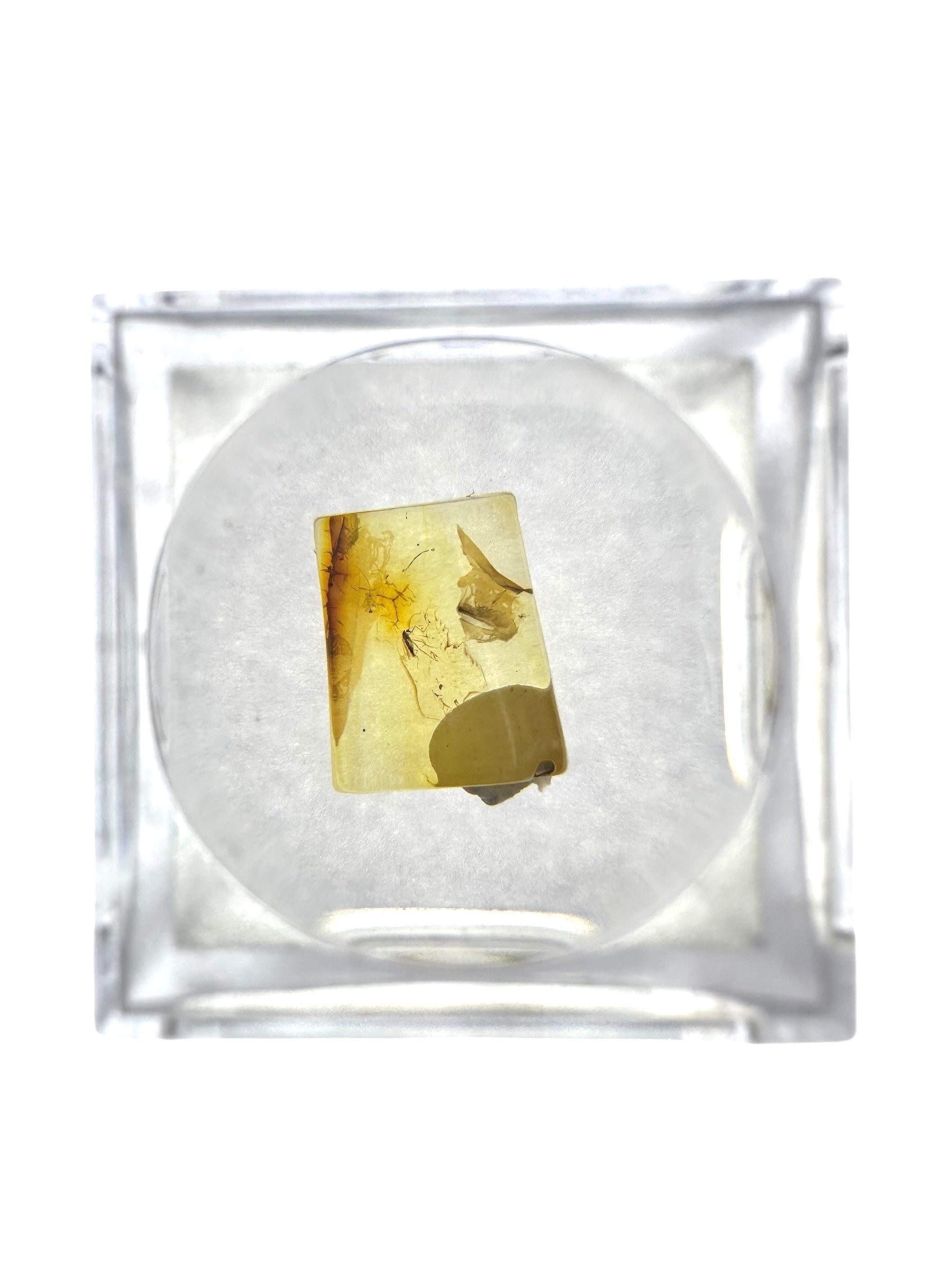 Insects in amber in a box with magnifying glass – Lithuania