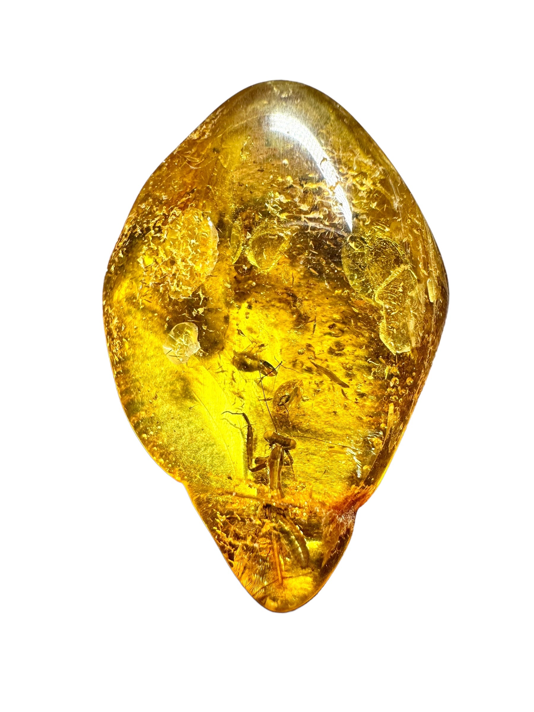 Mantis in amber – Rivne, Ukraine - IJ001