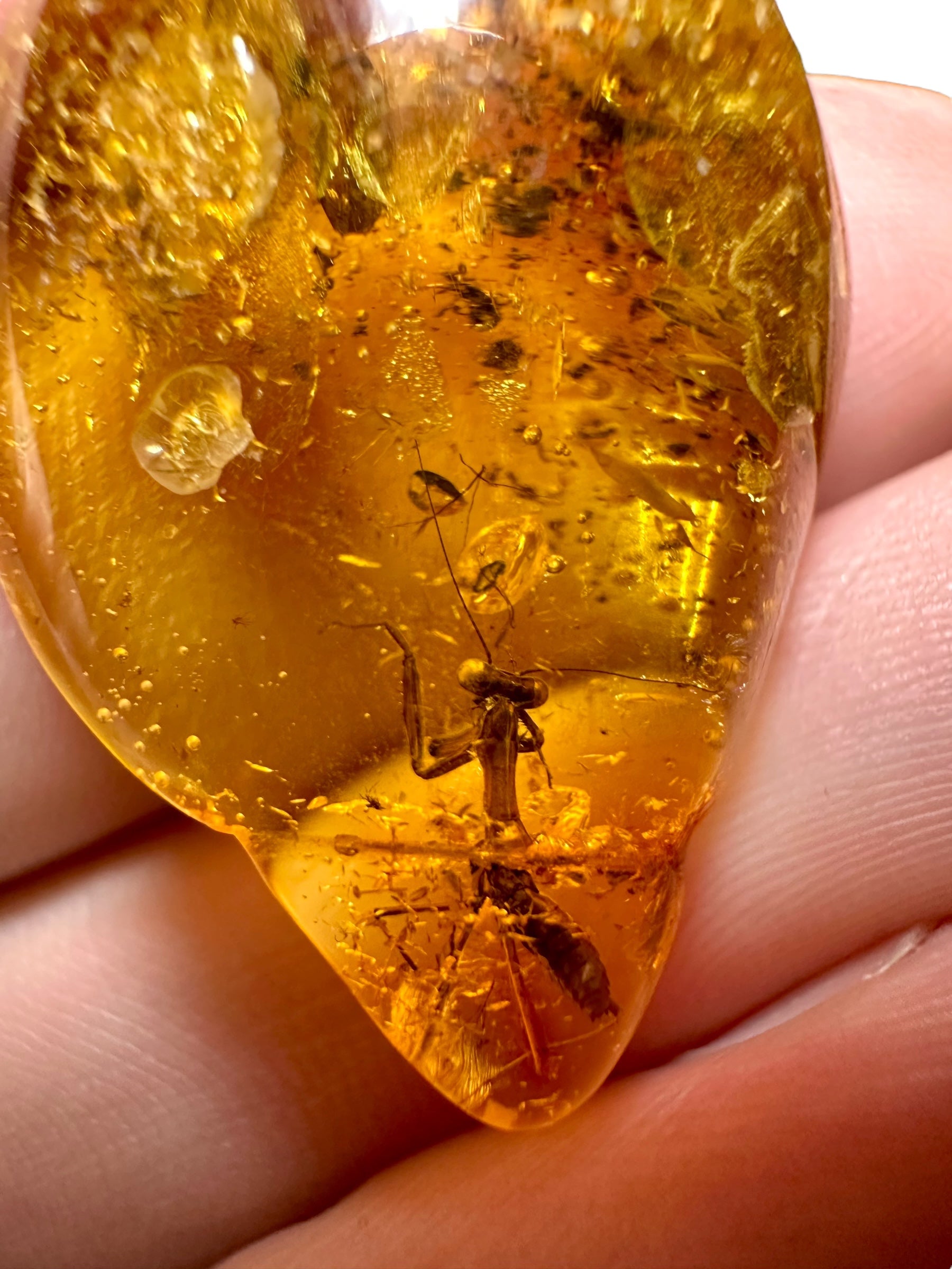 Mantis in amber – Rivne, Ukraine - IJ001