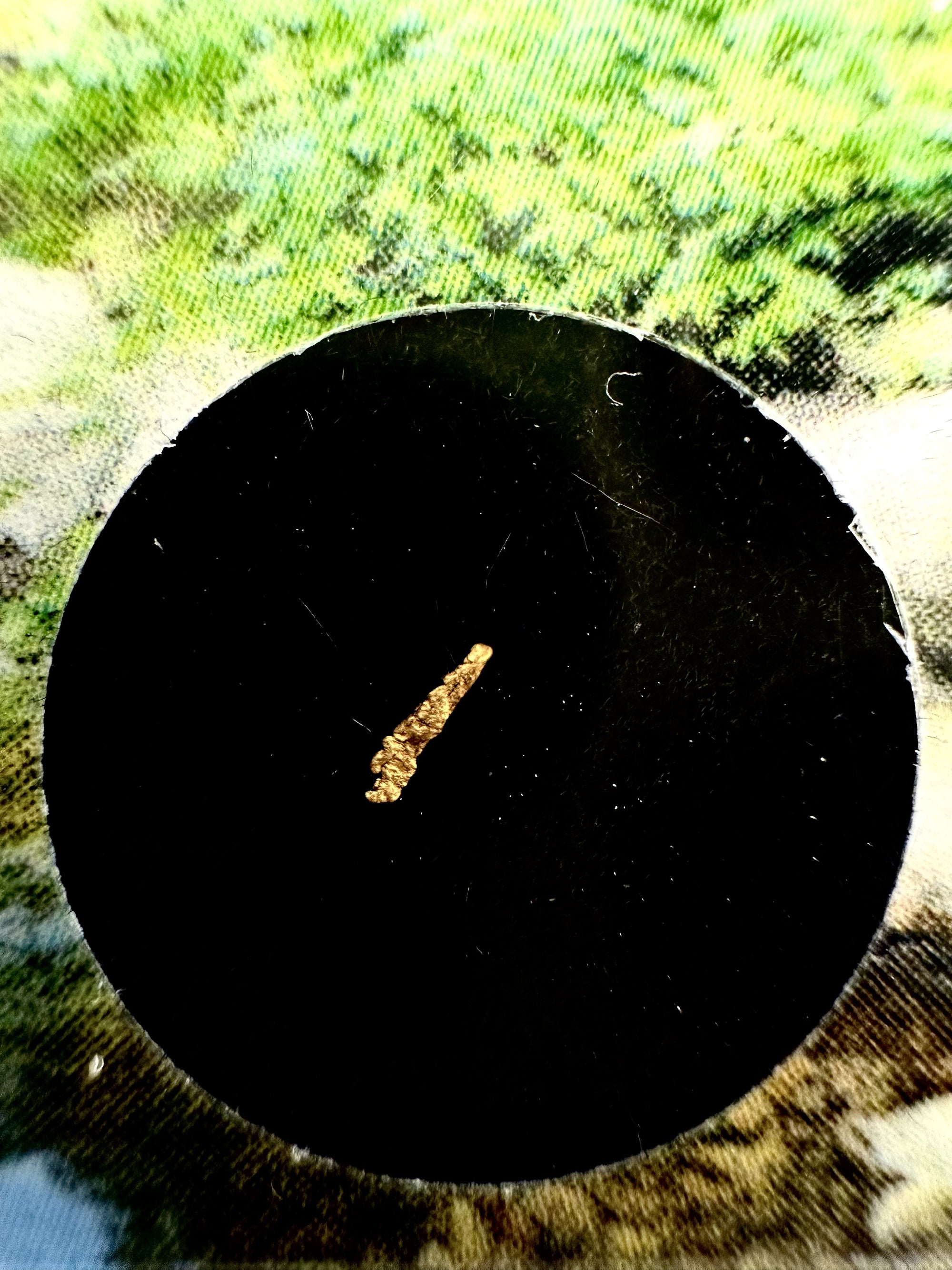 Gold in box – Blanice river, CZ