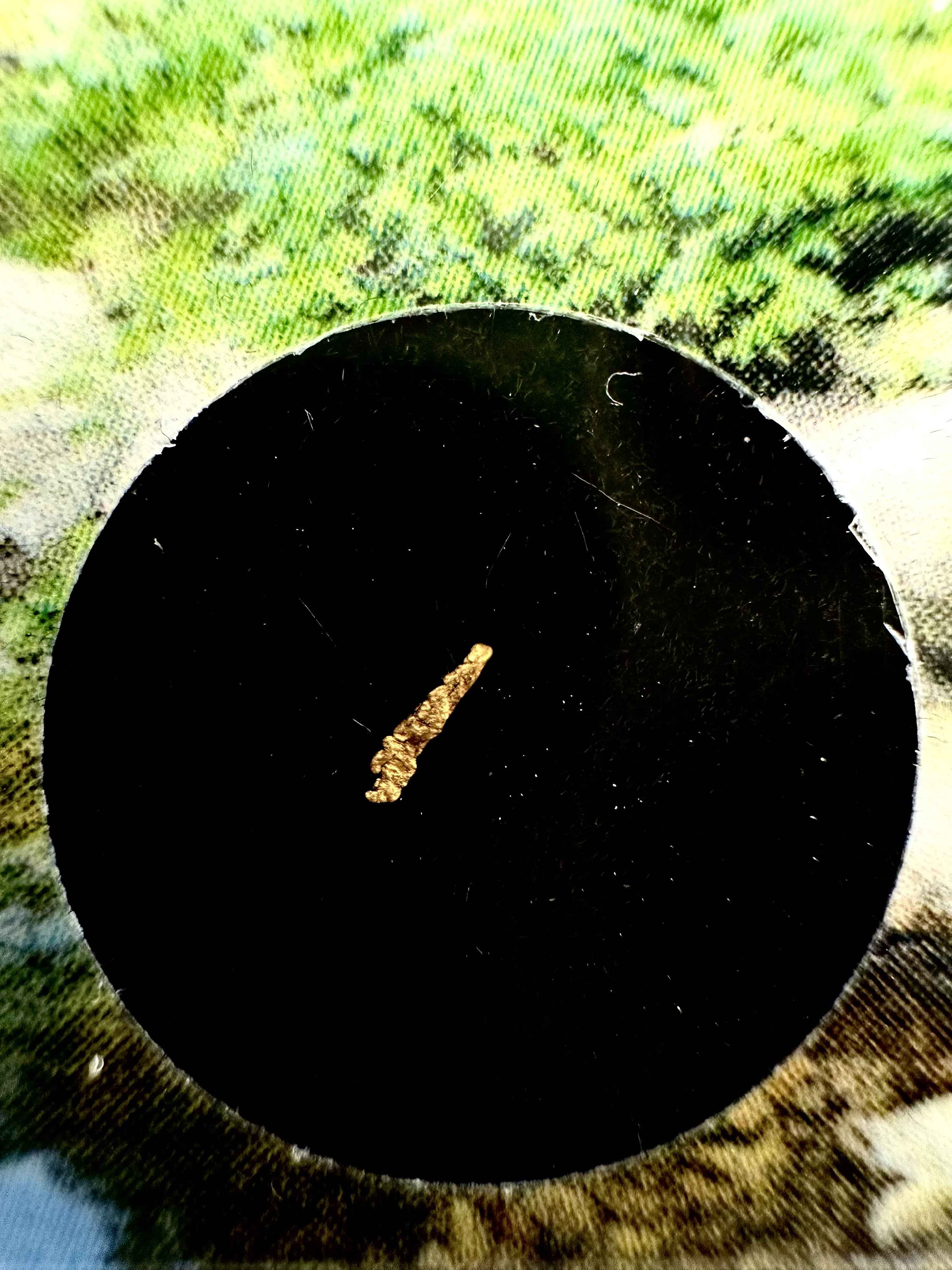 Gold in box – Blanice river, CZ