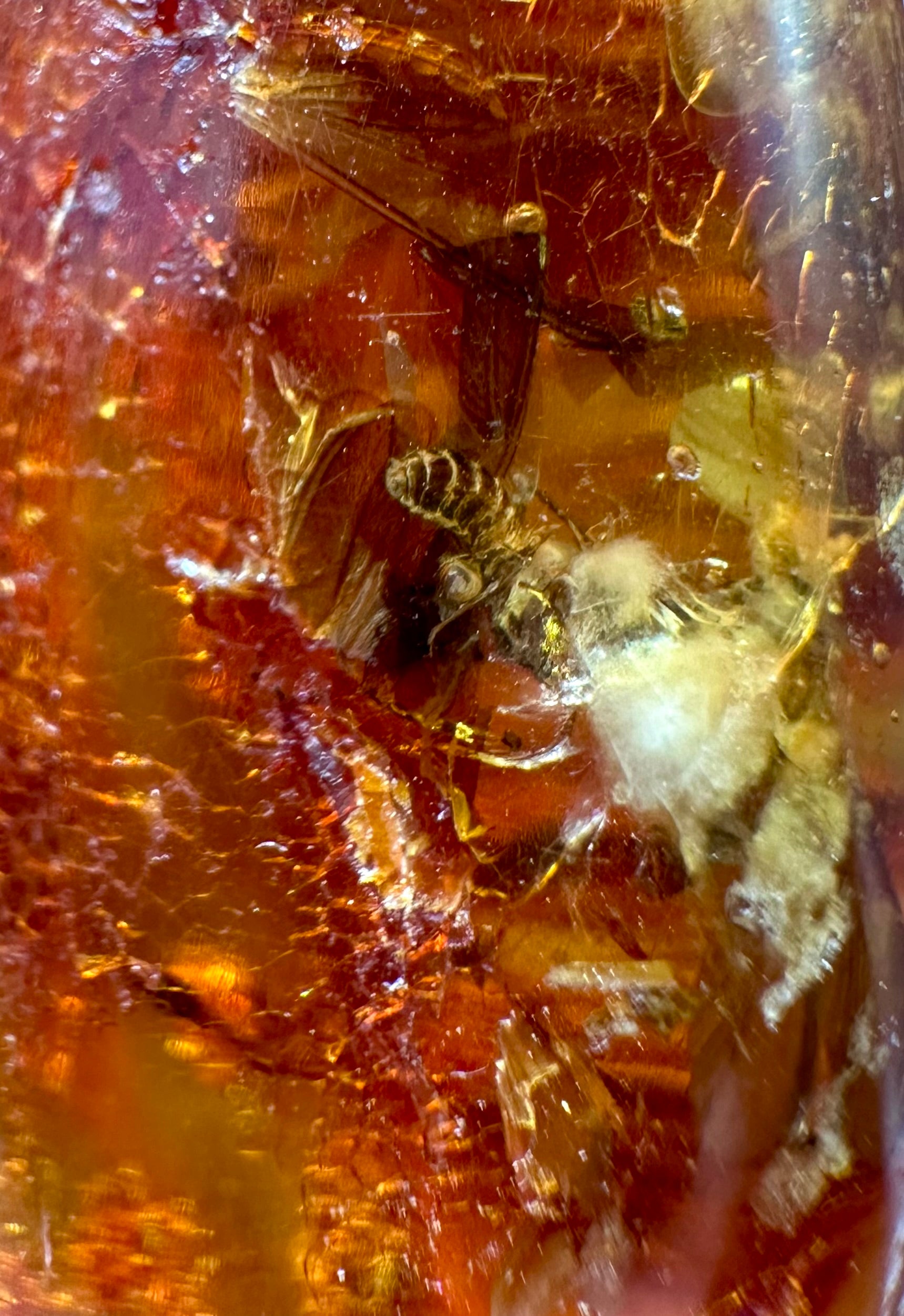 Insects in young amber (copal) – Santander, Colombia - IJ059
