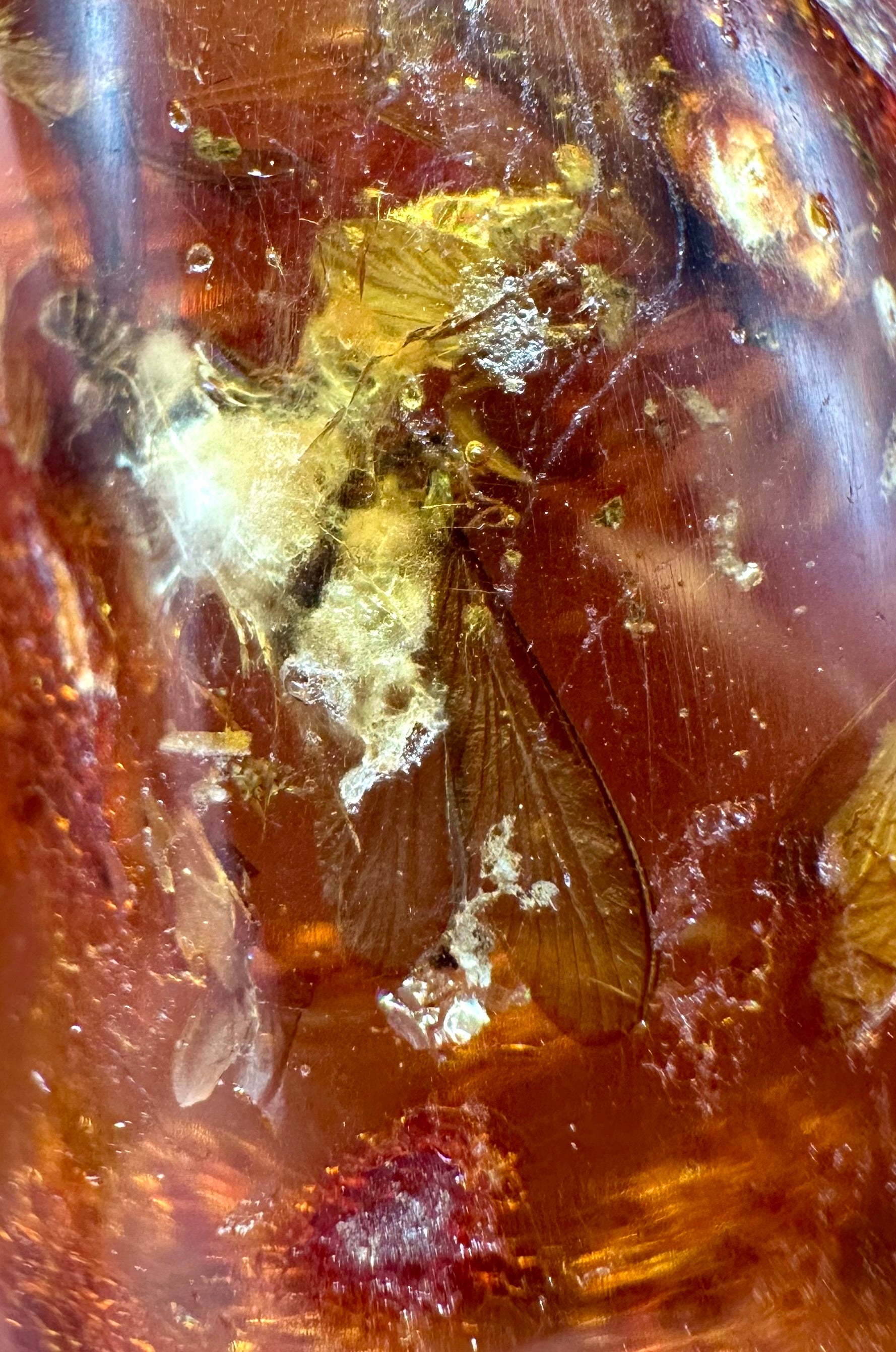 Insects in young amber (copal) – Santander, Colombia - IJ059