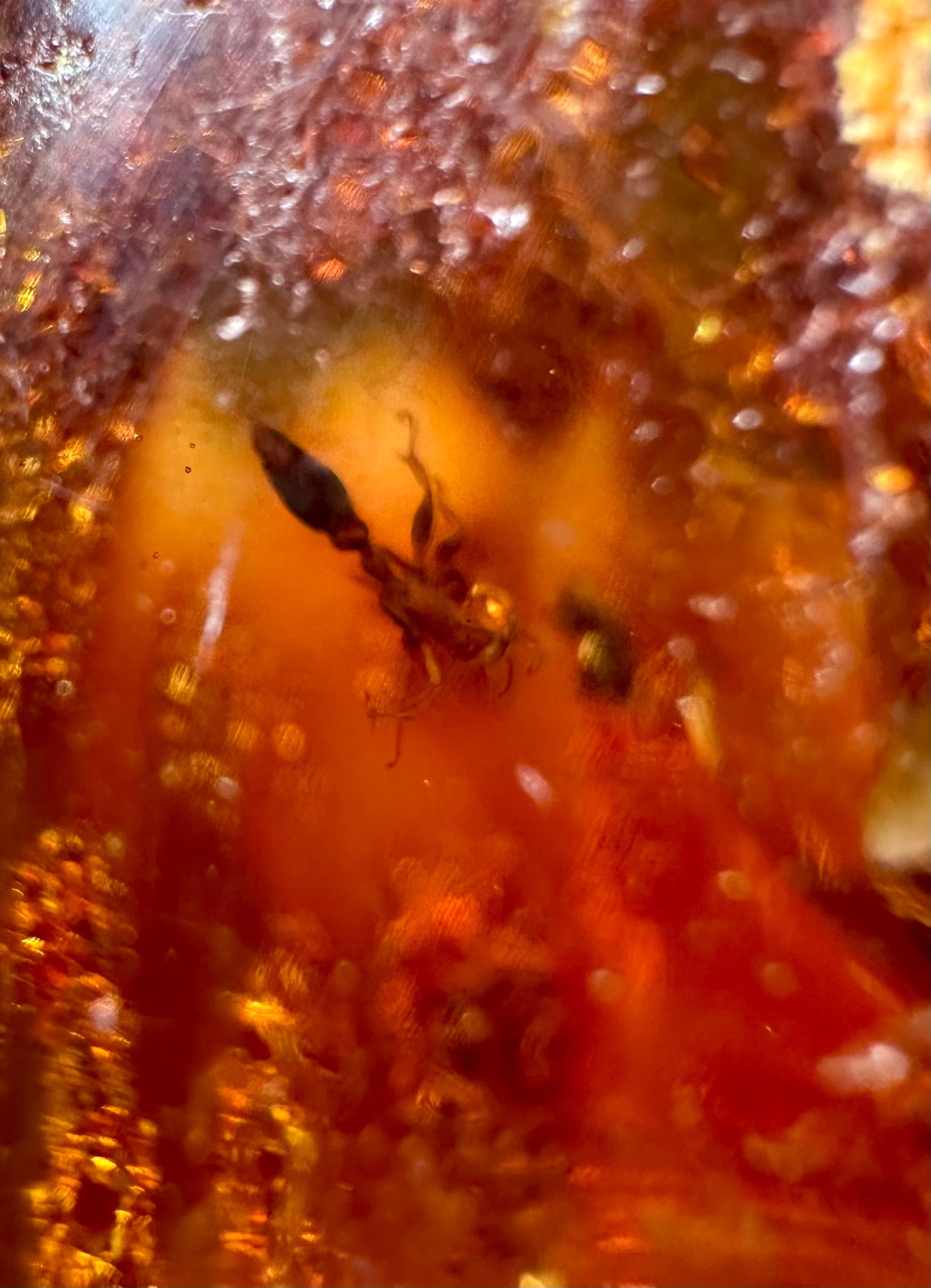 Insects in young amber (copal) – Santander, Colombia - IJ059