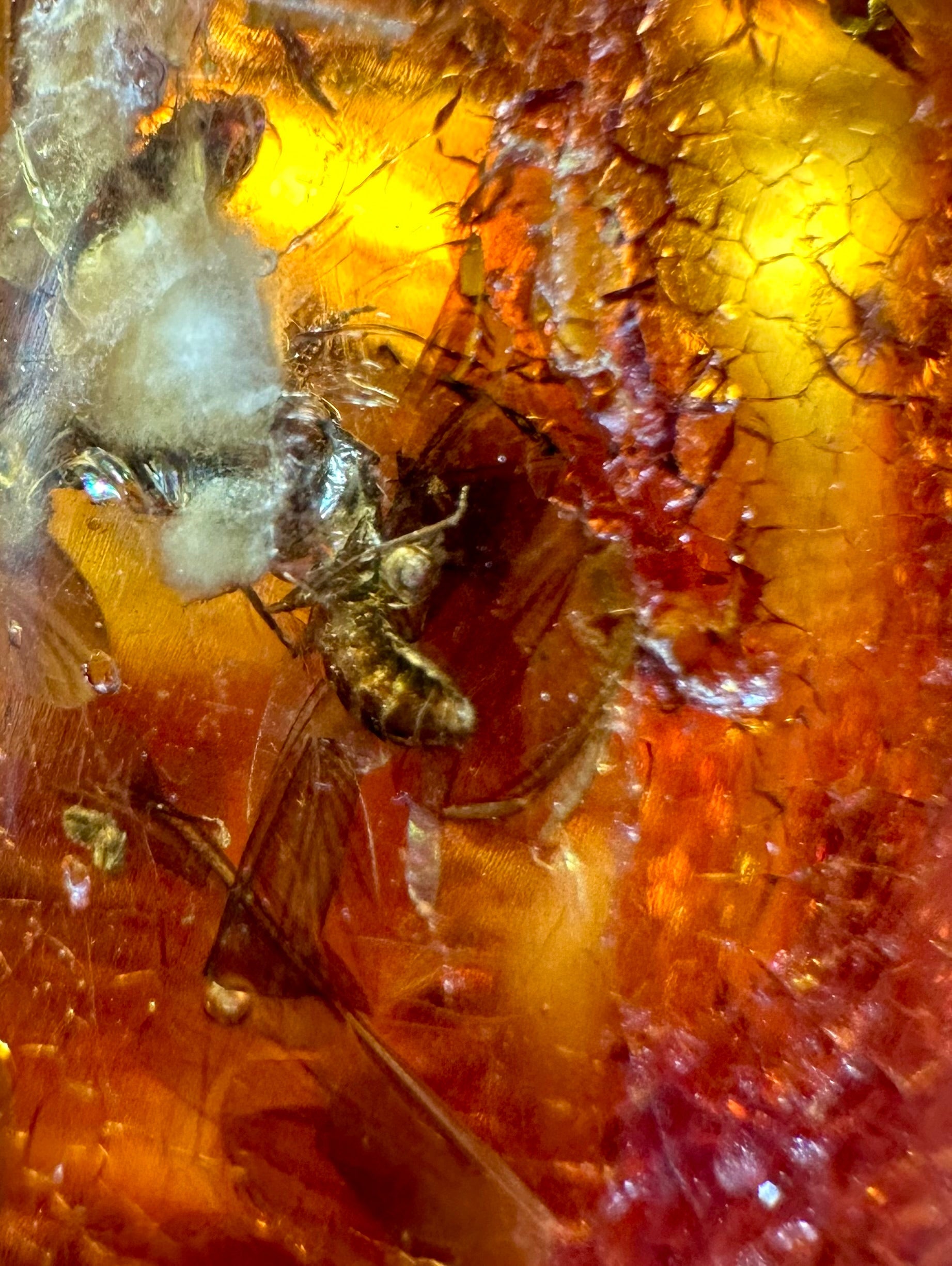 Insects in young amber (copal) – Santander, Colombia - IJ059
