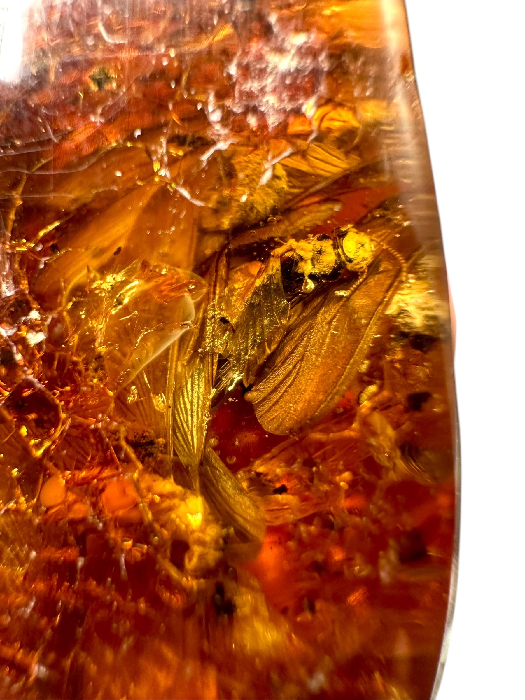Insects in young amber (copal) – Santander, Colombia - IJ060