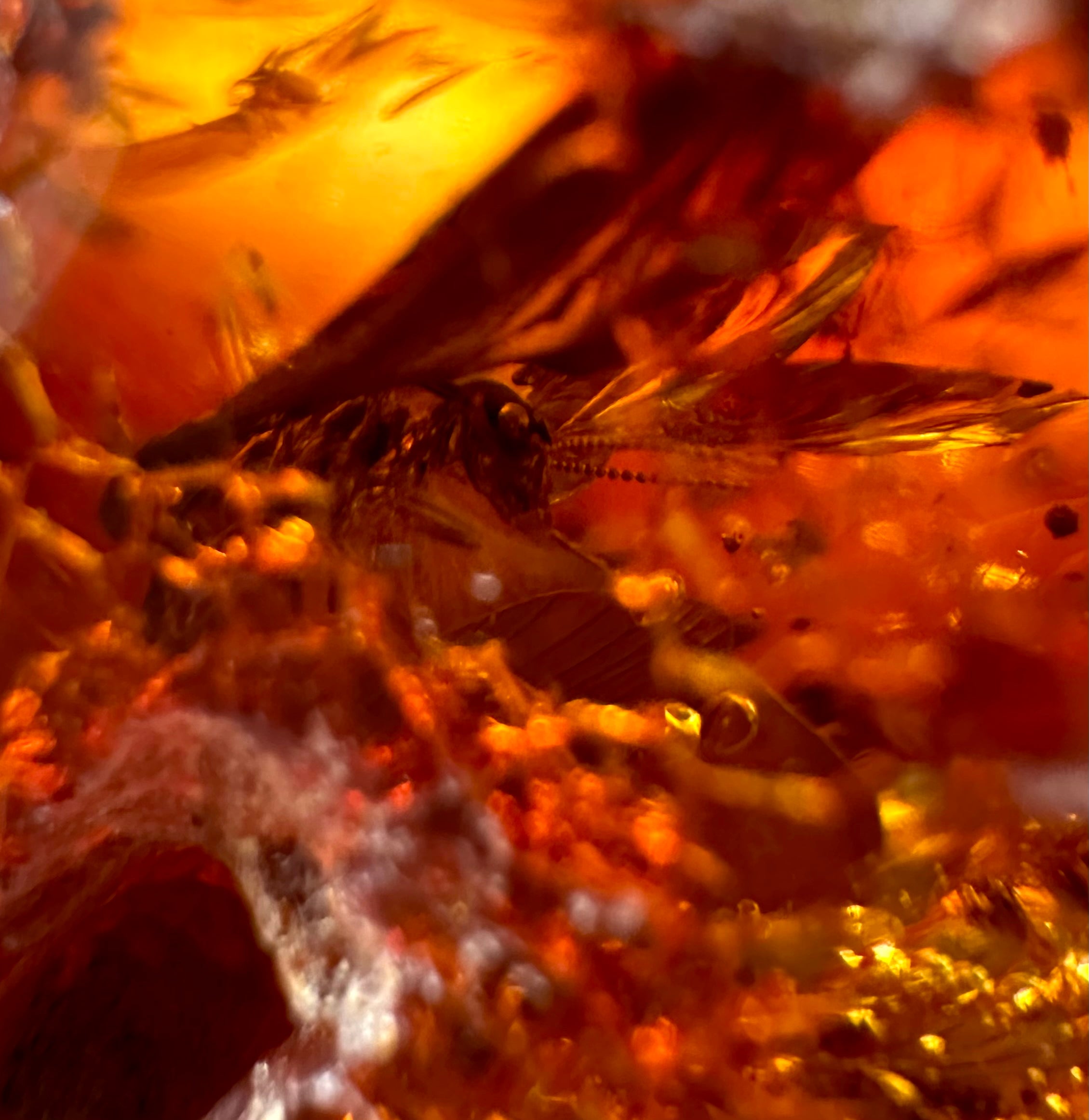 Insects in young amber (copal) – Santander, Colombia - IJ060