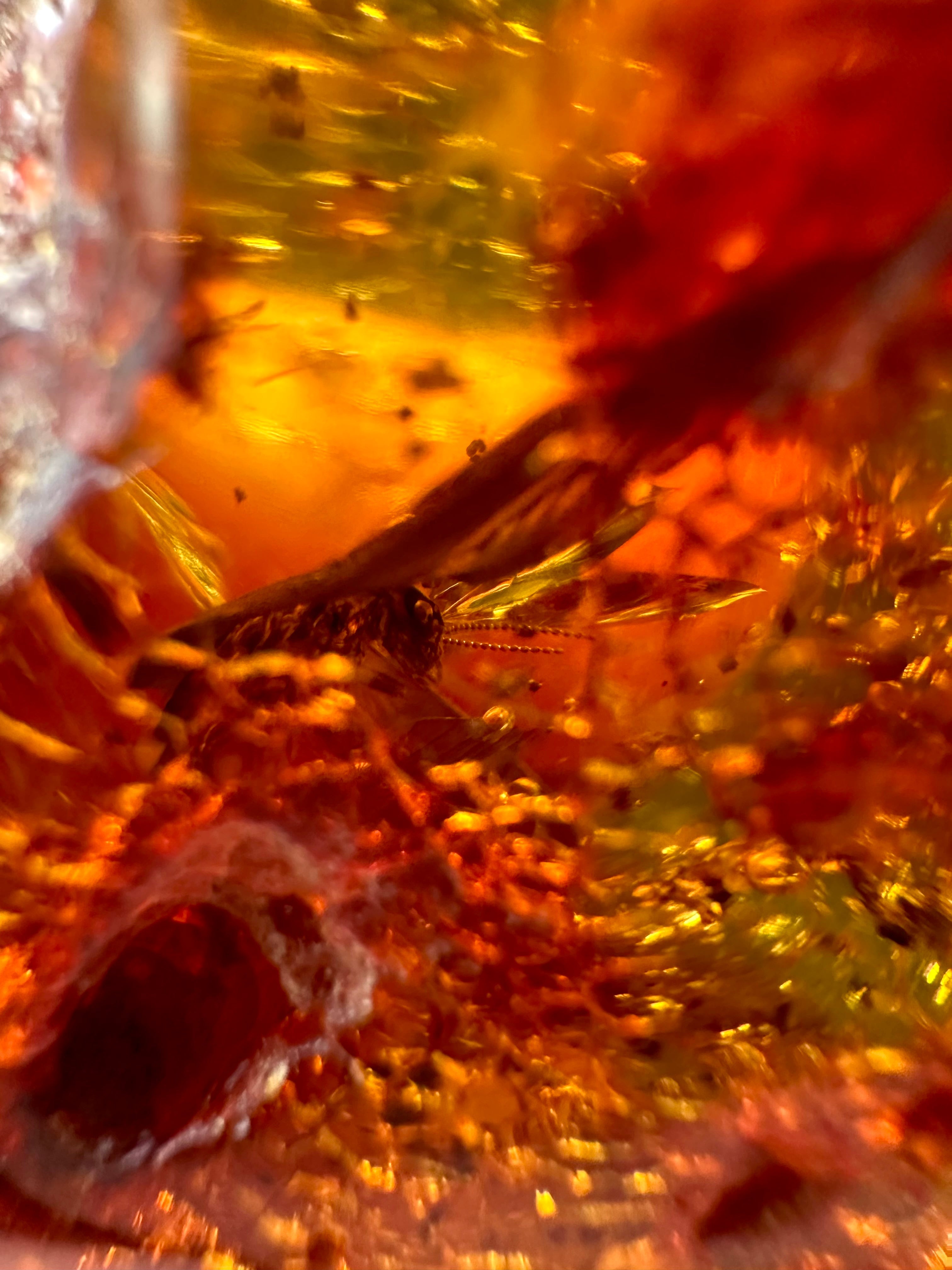 Insects in young amber (copal) – Santander, Colombia - IJ060